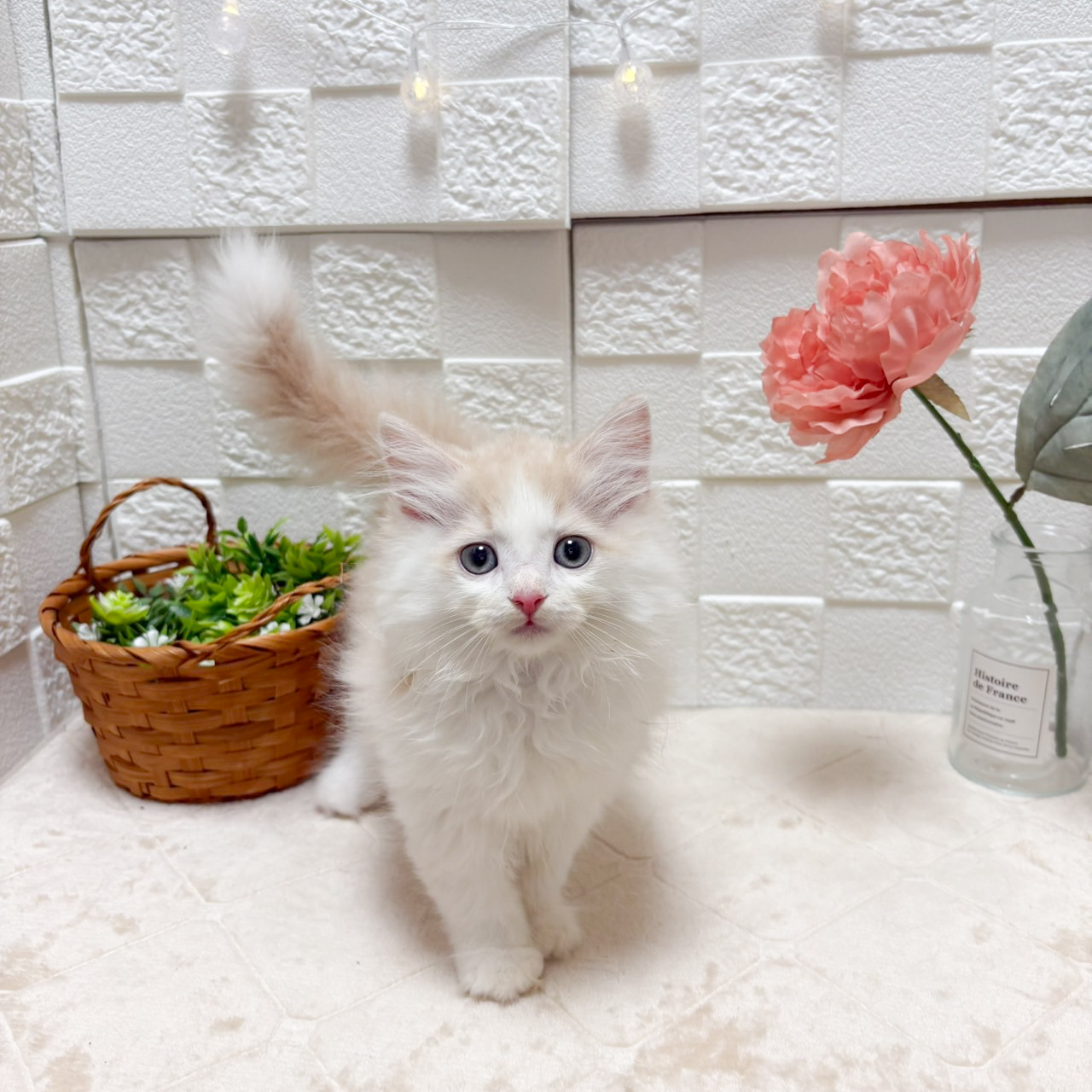 東京都のマンチカン (犬の家＆猫の里ペットフォレスト小平店/2026年7月14日生まれ/男の子/クリームタビーホワイト)の子猫の4枚目の画像