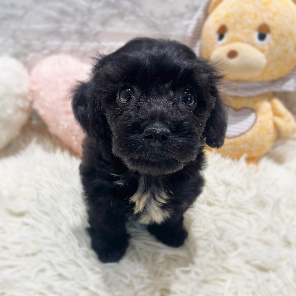 愛知県のハーフ犬・ミックス犬 (犬の家＆猫の里MiO香久山店/2026年7月11日生まれ/女の子/ブラック)の子犬の4枚目の画像