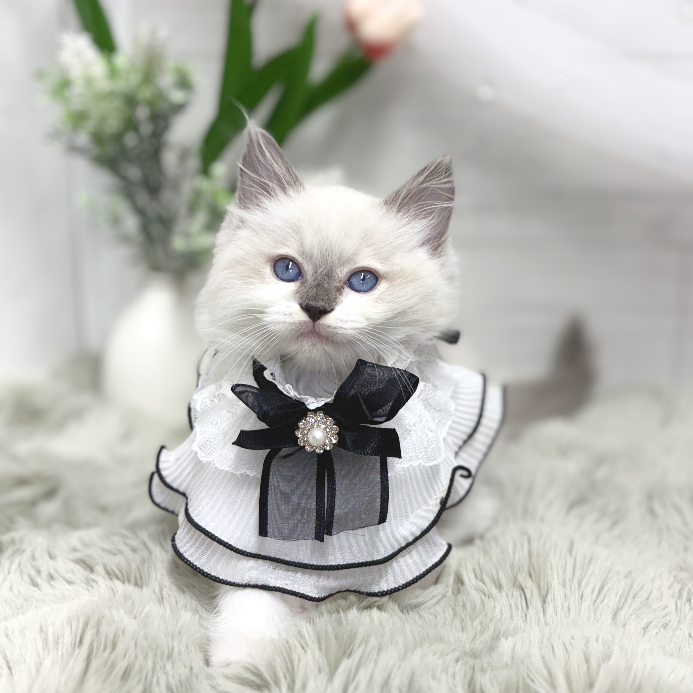 神奈川県のラグドール (犬の家＆猫の里相模原店/2026年7月14日生まれ/男の子/ブルーポイントミテッド)の子猫の4枚目の画像