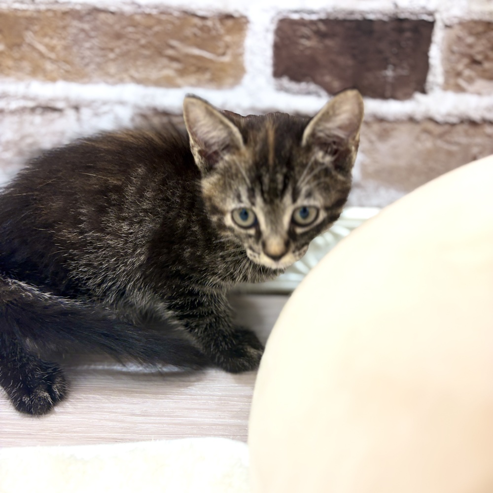 三重県のマンチカン (犬の家＆猫の里三重桑名店/2026年7月9日生まれ/女の子/ブラウンパッチドタビー)の子猫の4枚目の画像