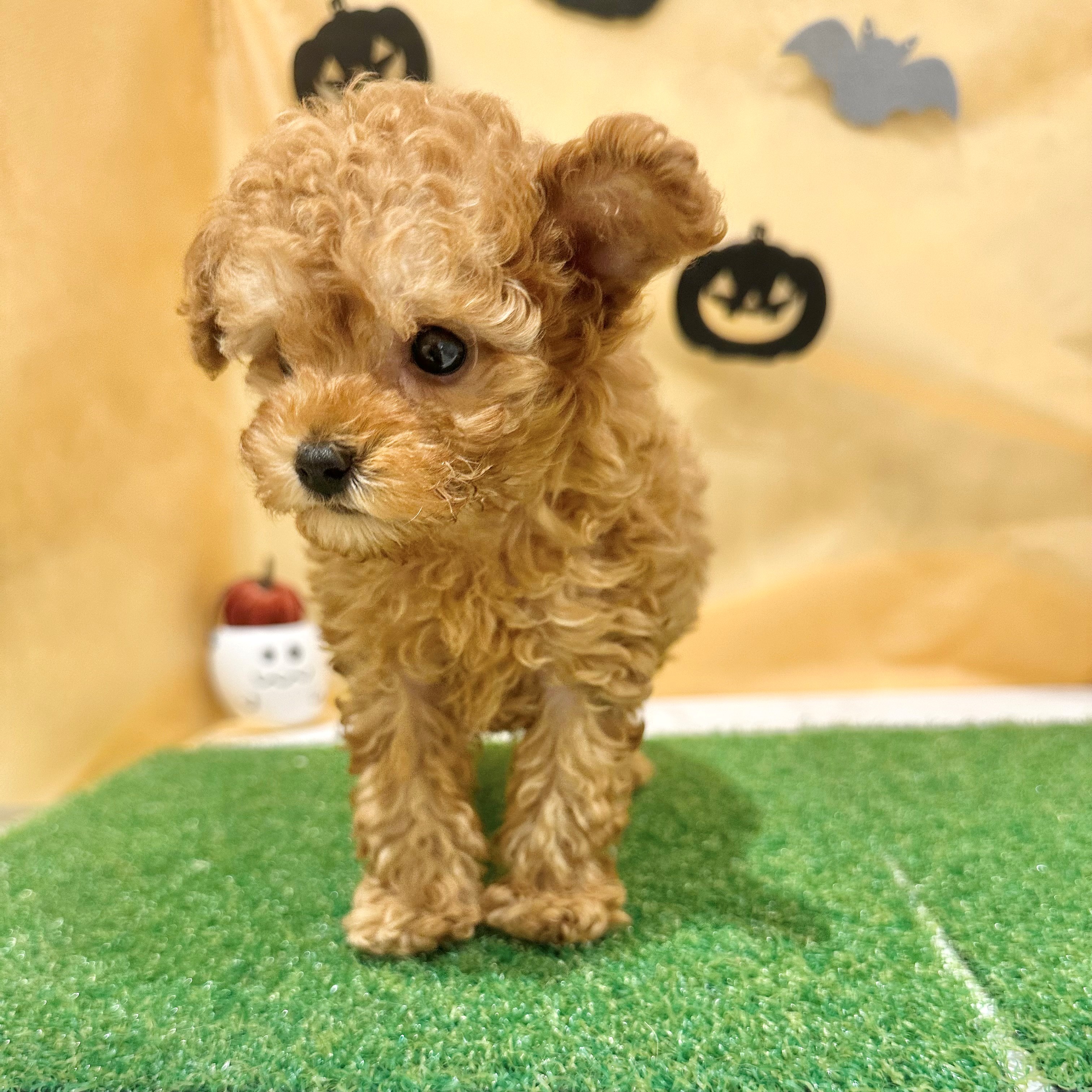 福岡県のトイプードル(トイ) (犬の家＆猫の里くりえいと宗像店/2026年7月11日生まれ/男の子/レッド)の子犬の4枚目の画像