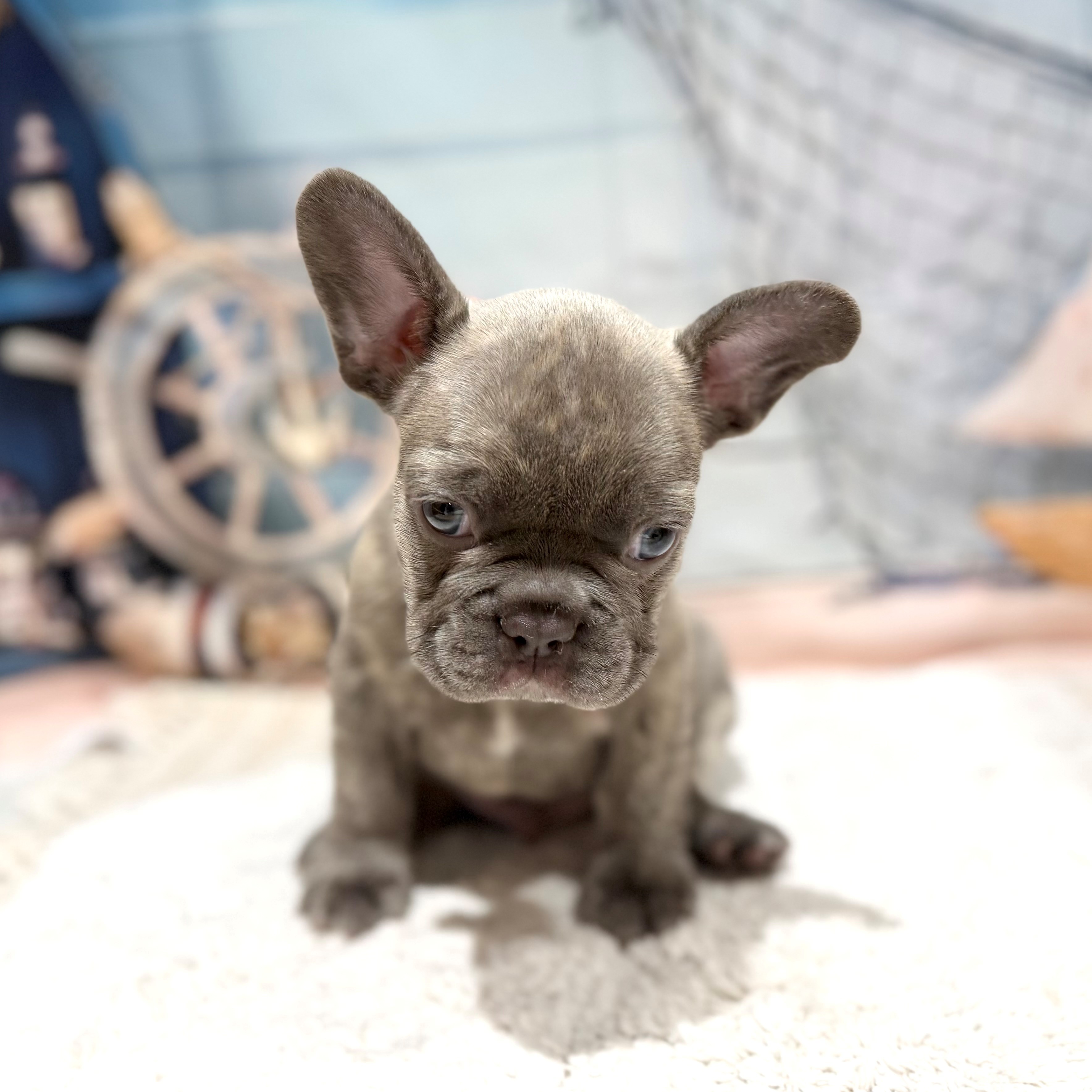 福岡県のフレンチブルドッグ (犬の家＆猫の里トリアス久山店/2026年7月12日生まれ/男の子/ブルーマール)の子犬の4枚目の画像