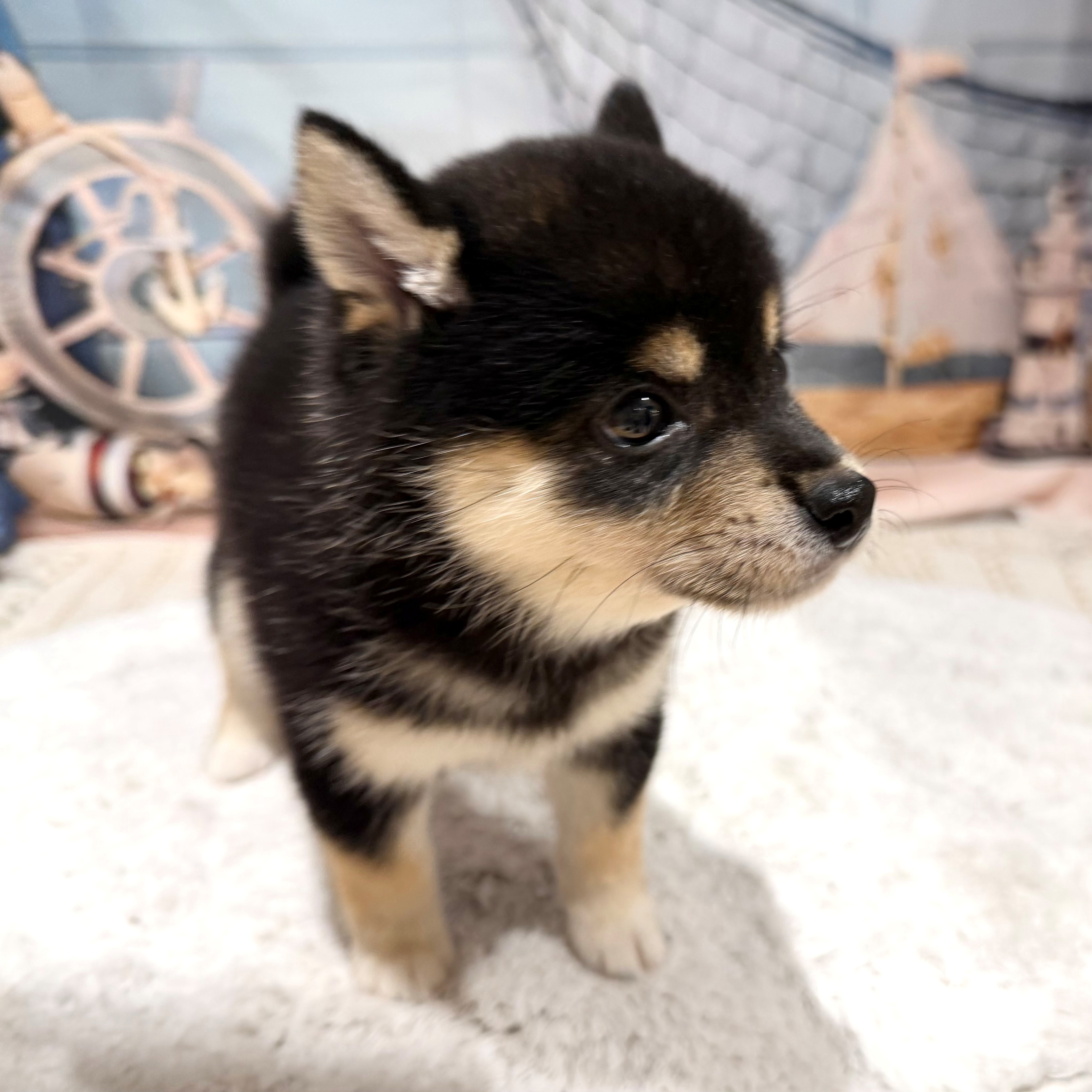 福岡県の豆柴 (犬の家＆猫の里トリアス久山店/2026年7月9日生まれ/女の子/黒)の子犬の4枚目の画像