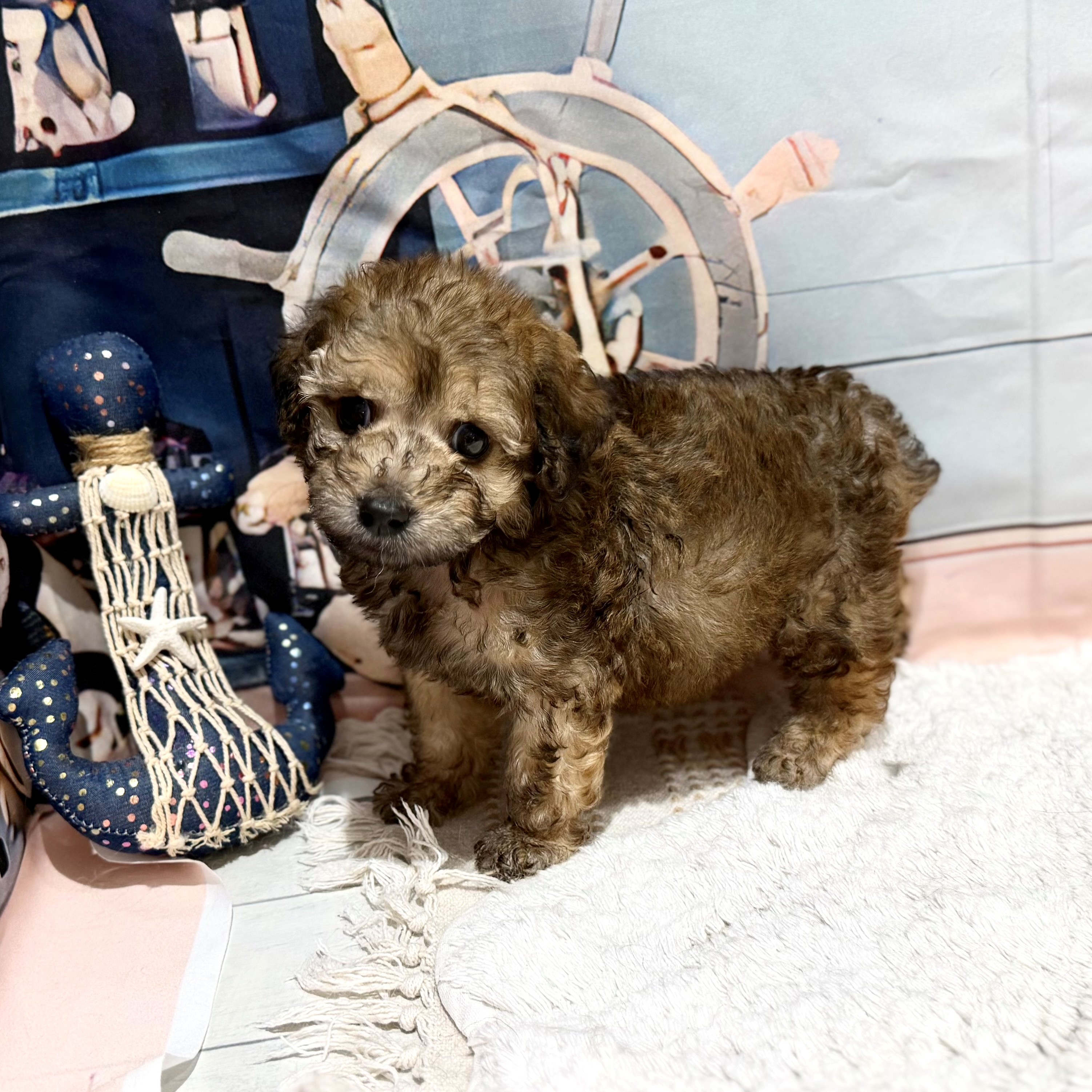 福岡県のトイプードル(トイ) (犬の家＆猫の里トリアス久山店/2026年7月13日生まれ/男の子/ブリンドル)の子犬の4枚目の画像