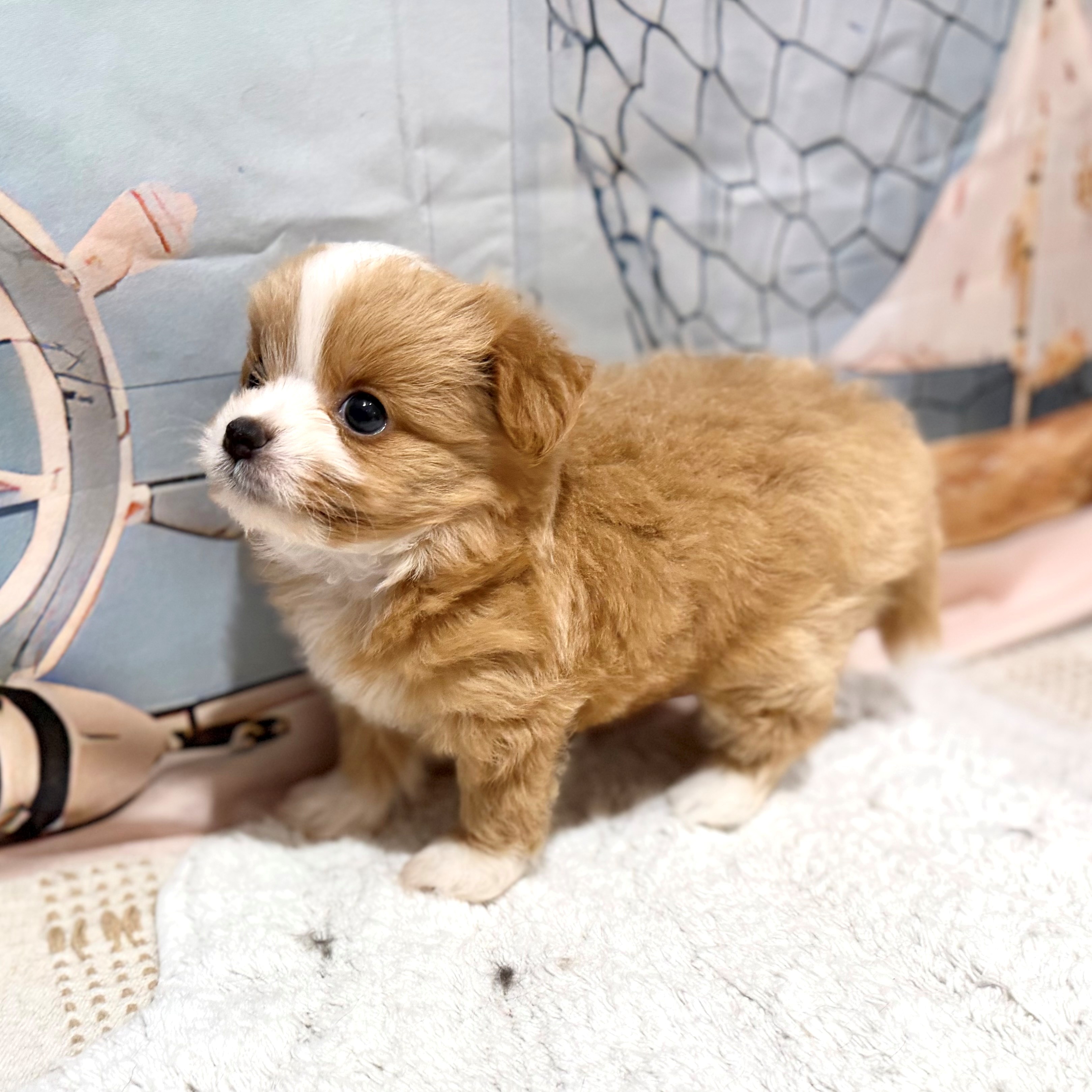福岡県のチワプー/プーチー(チワワ×プードル) (犬の家＆猫の里トリアス久山店/2026年7月14日生まれ/男の子/クリームホワイト)の子犬の4枚目の画像