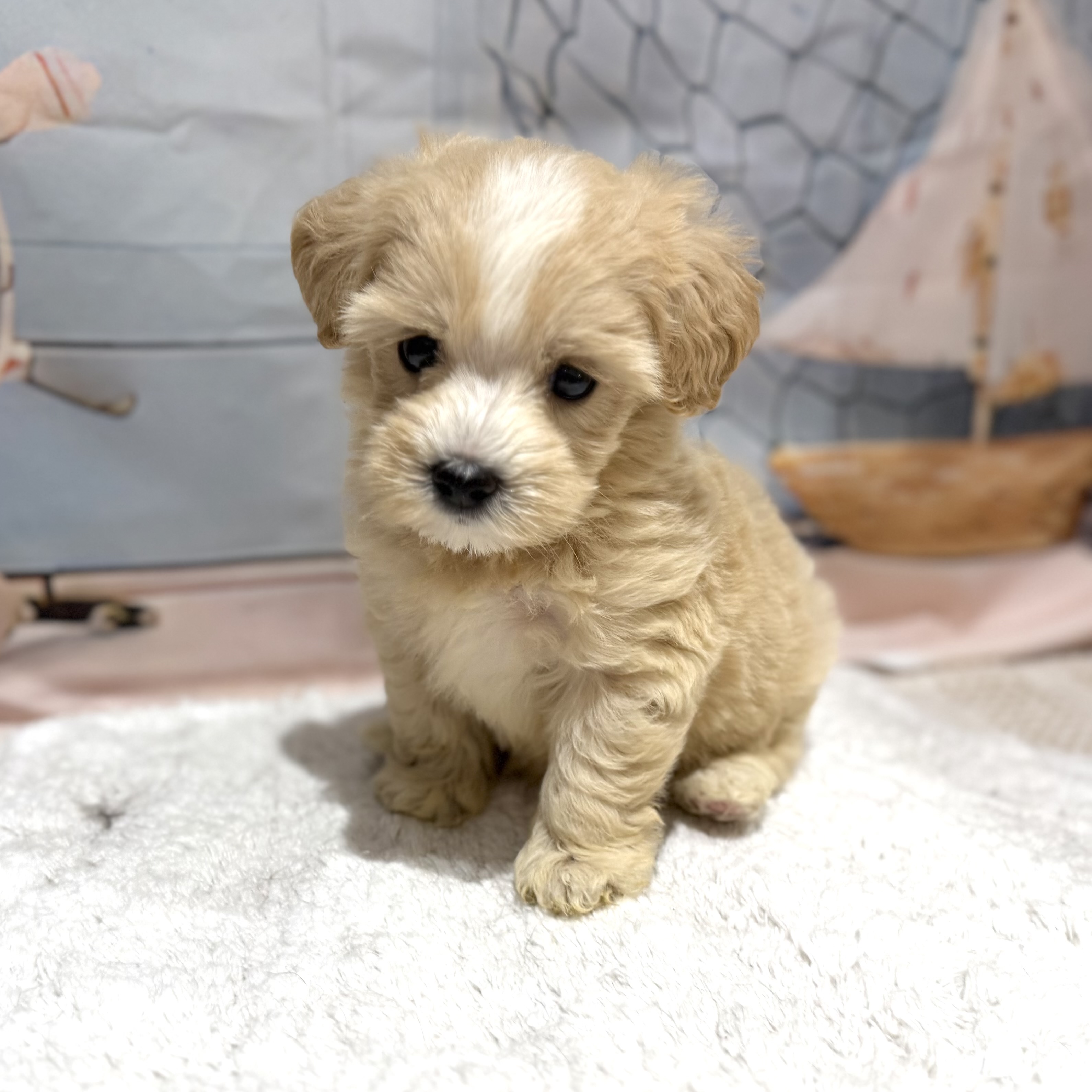 福岡県のマルプー(マルチーズ×プードル) (犬の家＆猫の里トリアス久山店/2026年7月11日生まれ/女の子/クリーム)の子犬の4枚目の画像