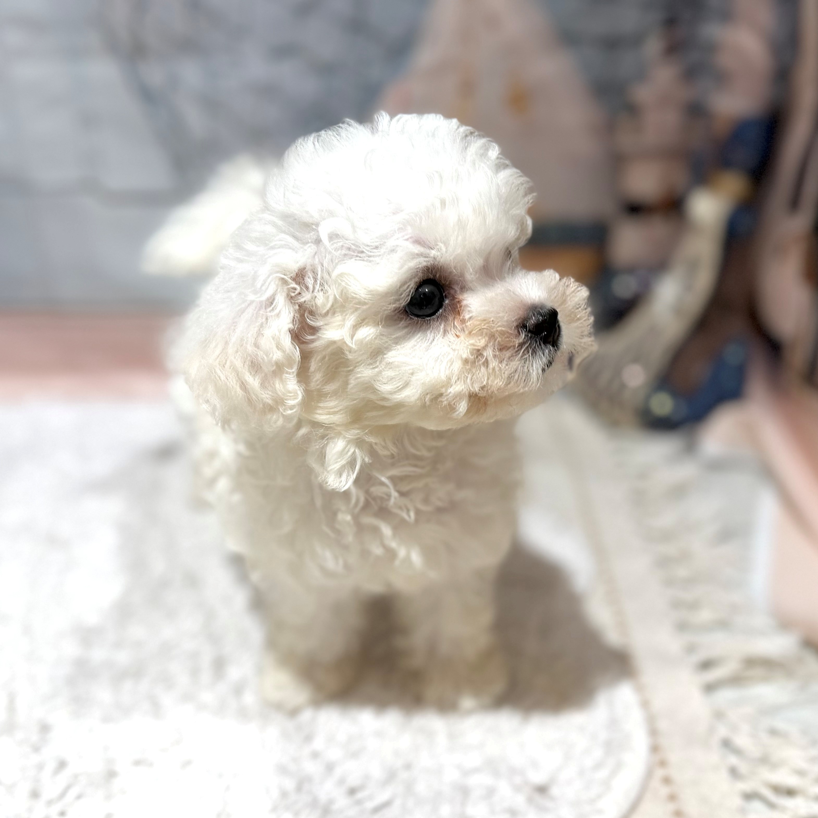 福岡県のビションフリーゼ (犬の家＆猫の里トリアス久山店/2026年7月11日生まれ/女の子/ホワイト)の子犬の4枚目の画像