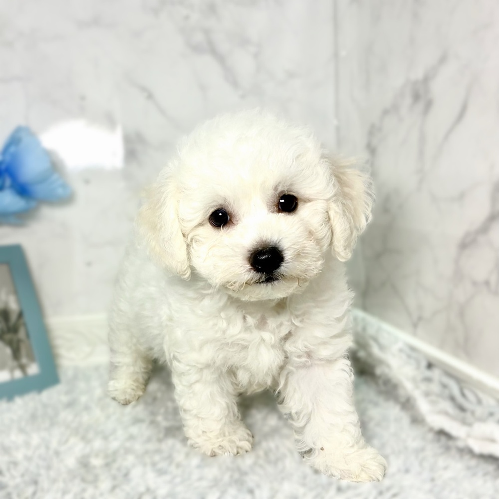 福井県のビションフリーゼ (犬の家＆猫の里福井店/2026年7月14日生まれ/男の子/ホワイト)の子犬の4枚目の画像