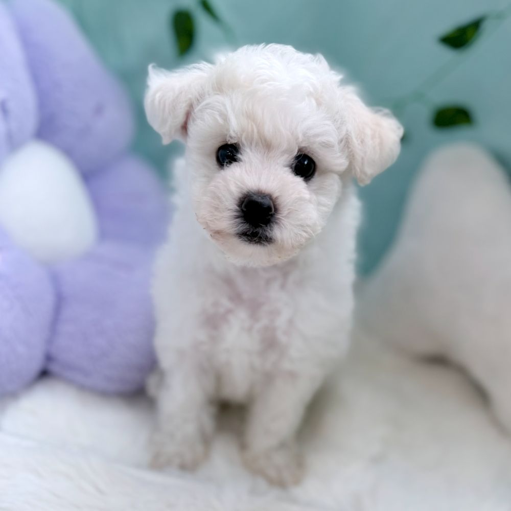 愛知県のビションフリーゼ (犬の家＆猫の里愛知刈谷店/2026年7月14日生まれ/男の子/ホワイト)の子犬の4枚目の画像