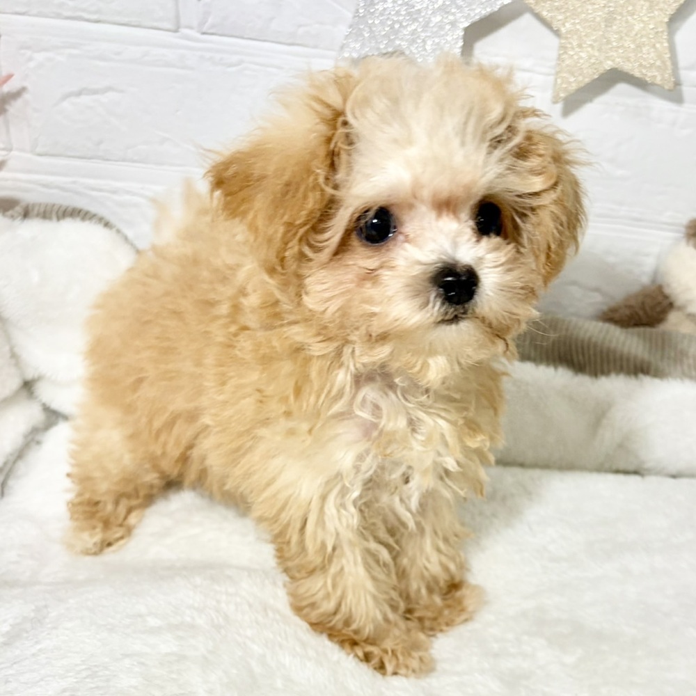 兵庫県のマルプー(マルチーズ×プードル) (犬の家＆猫の里ニッケパークタウン加古川店/2026年7月9日生まれ/男の子/アプリコットホワイト)の子犬の4枚目の画像