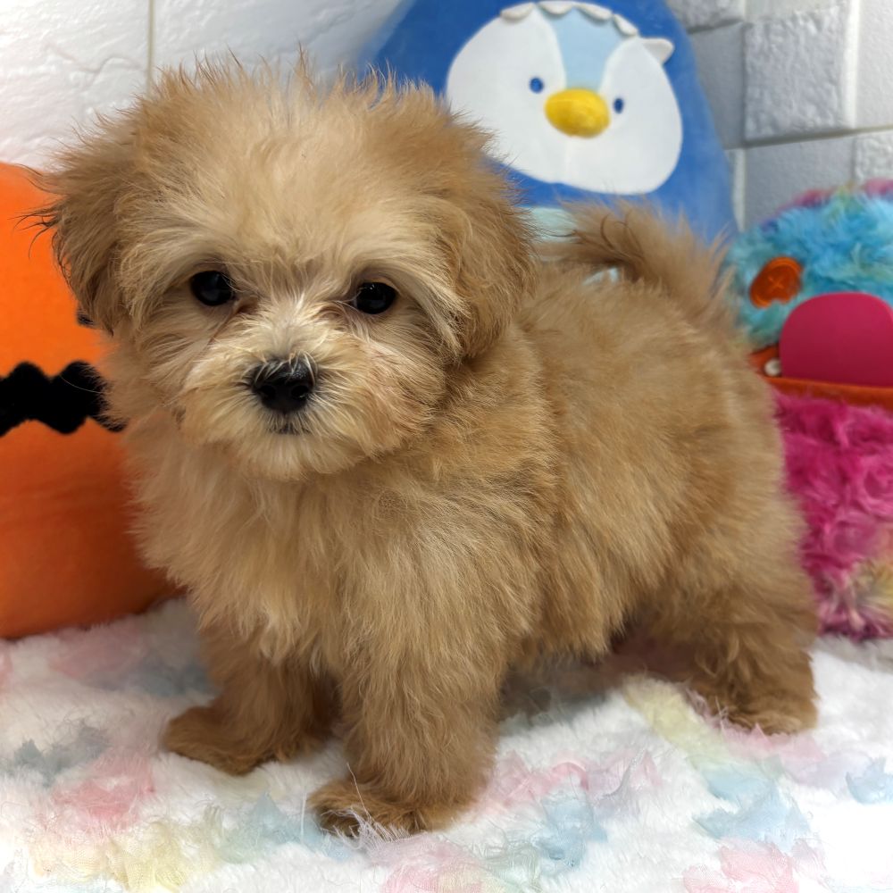 兵庫県のマルプー(マルチーズ×プードル) (犬の家＆猫の里ゆめタウン姫路店/2026年7月19日生まれ/女の子/クリーム)の子犬の4枚目の画像