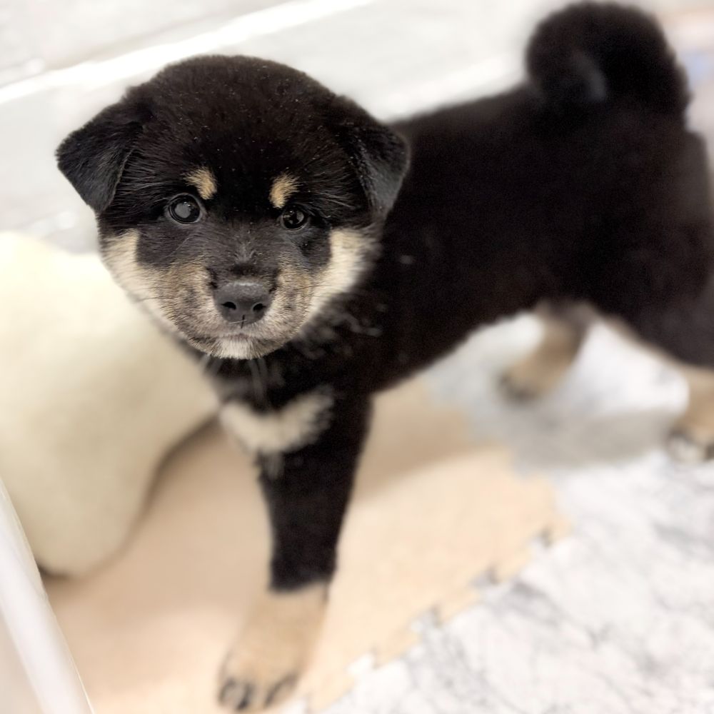 愛知県の柴犬(標準サイズ) (犬の家＆猫の里豊田店/2026年7月14日生まれ/女の子/黒)の子犬の4枚目の画像