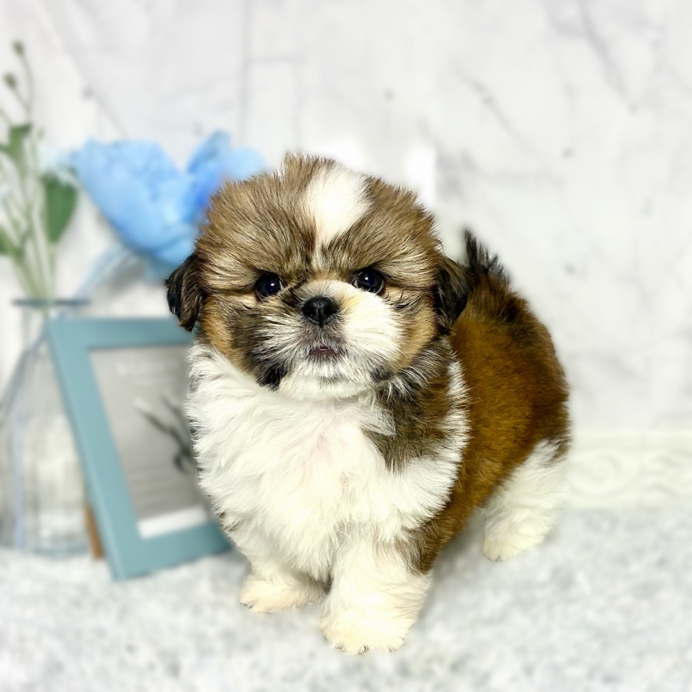 福井県のシーズー (犬の家＆猫の里福井店/2026年7月15日生まれ/男の子/ホワイトゴールド)の子犬の4枚目の画像