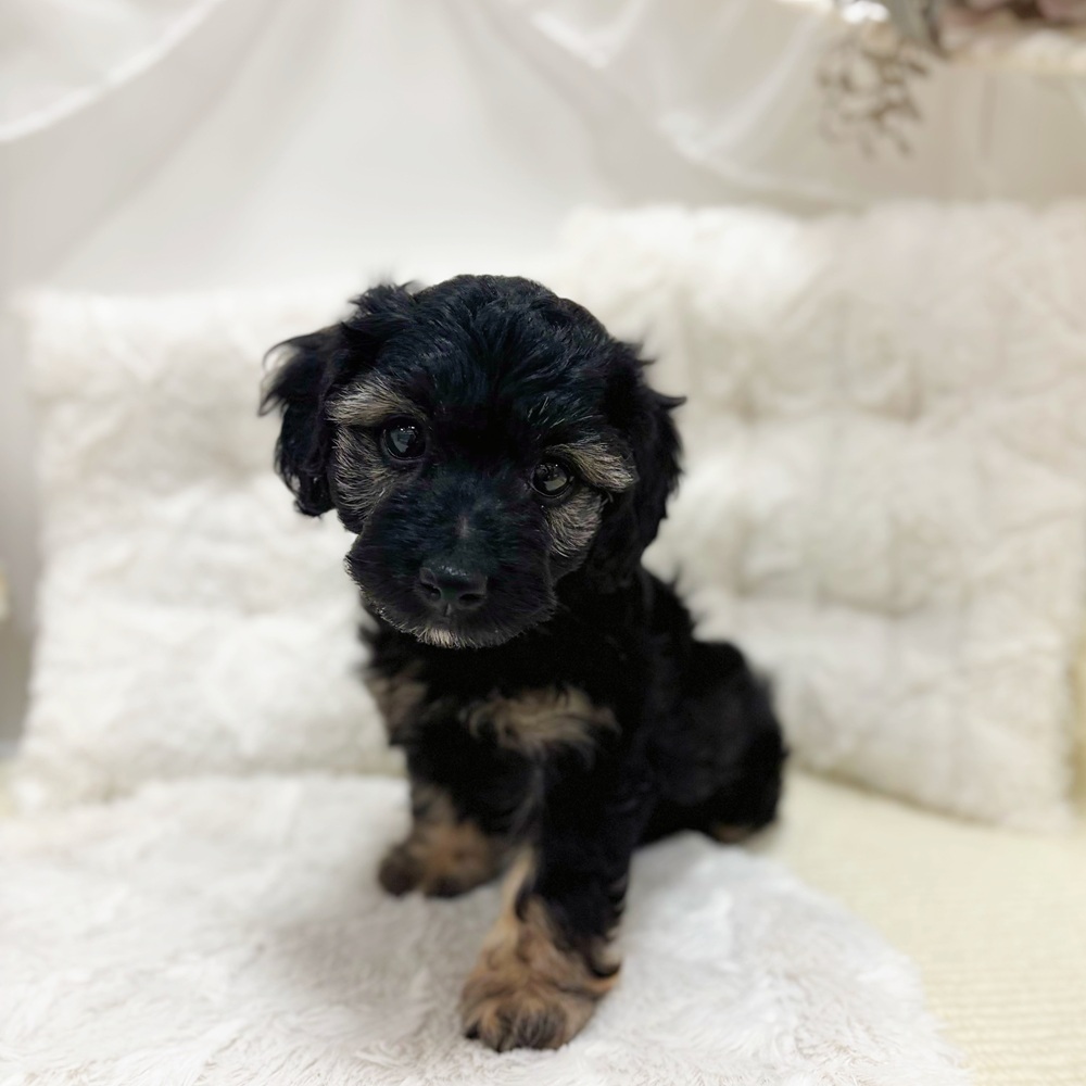 岐阜県のダップー(ダックス×プードル) (犬の家＆猫の里カラフルタウン岐阜店/2026年7月15日生まれ/女の子/ブラックタン)の子犬の4枚目の画像