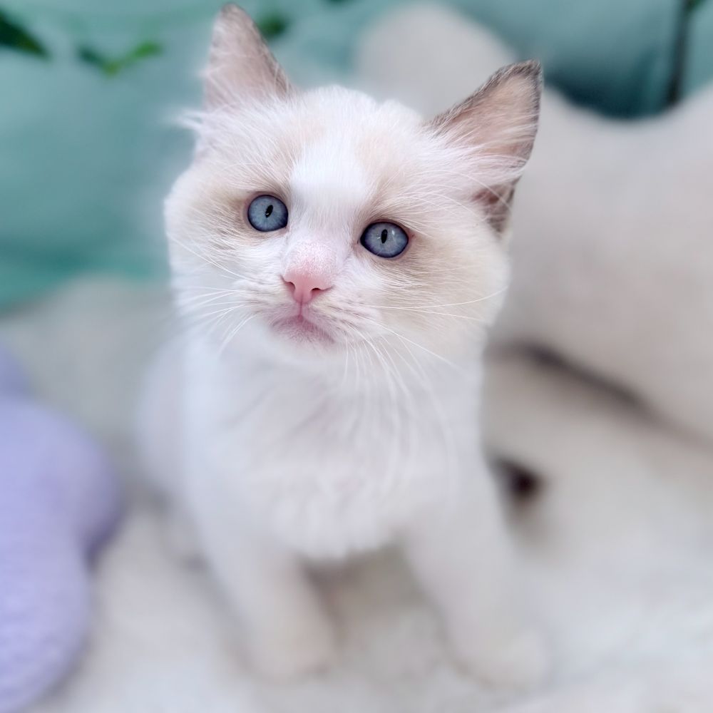 愛知県のラグドール (犬の家＆猫の里愛知刈谷店/2026年7月14日生まれ/男の子/シールポイントバイカラー)の子猫の4枚目の画像