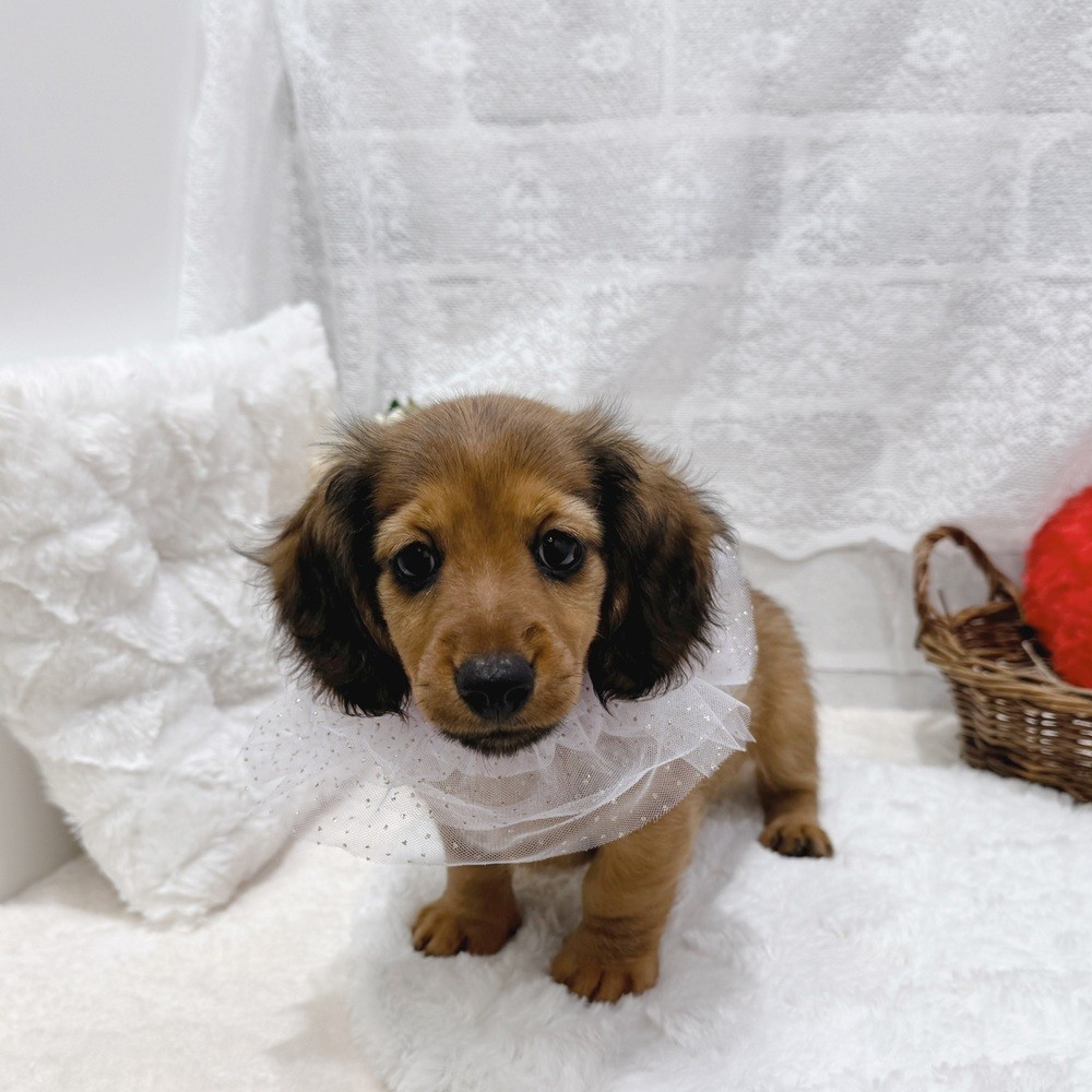 滋賀県のミニチュアダックスフンド(ロング) (犬の家＆猫の里長浜店/2026年7月14日生まれ/男の子/レッド)の子犬の4枚目の画像