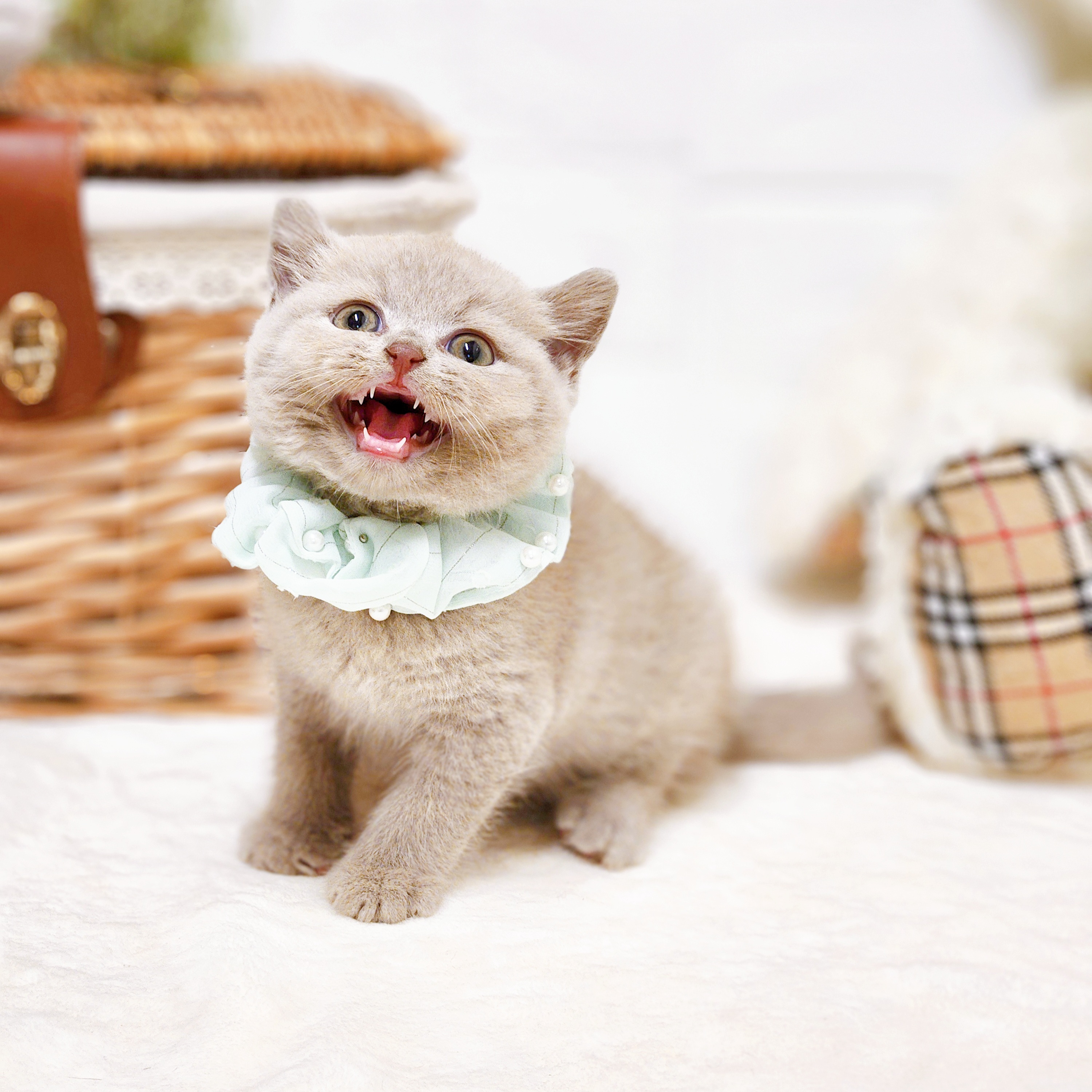 滋賀県のブリティッシュショートヘアー (犬の家＆猫の里近江八幡店/2026年7月13日生まれ/男の子/ライラック)の子猫の4枚目の画像