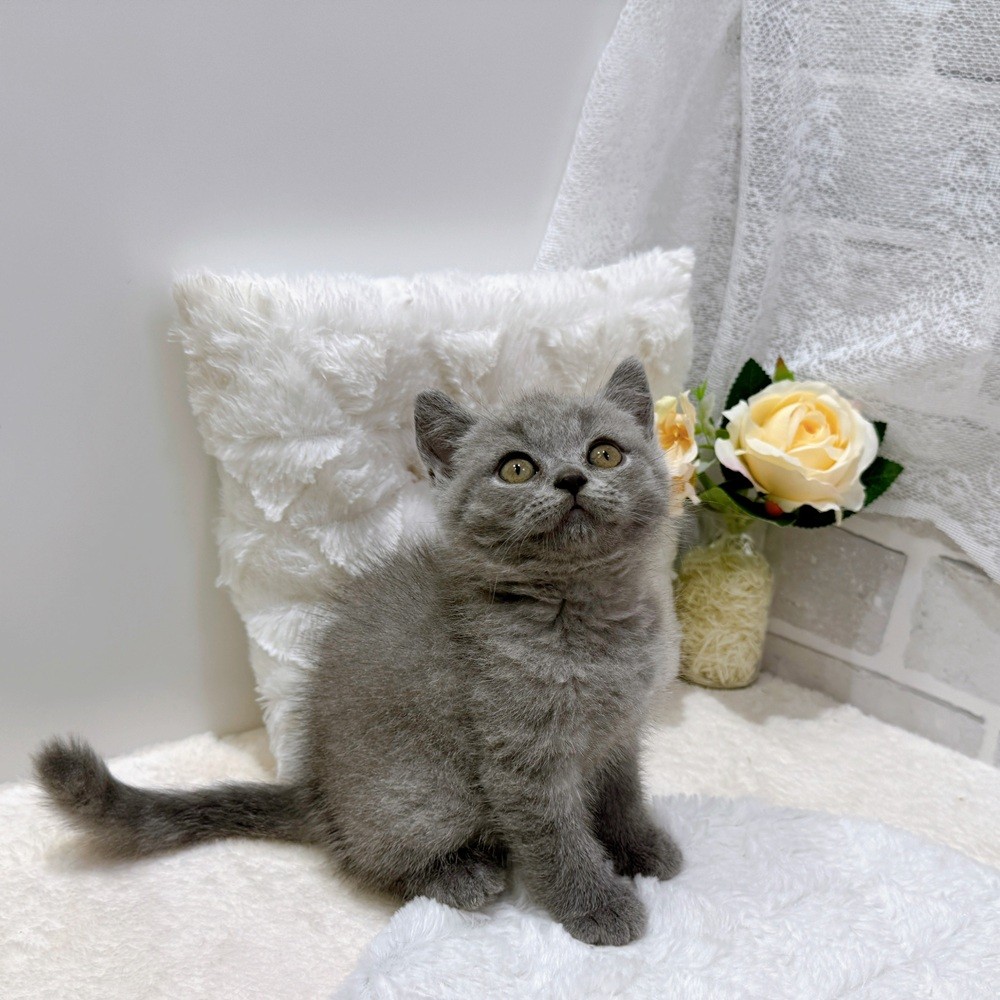 滋賀県のブリティッシュショートヘアー (犬の家＆猫の里長浜店/2026年7月15日生まれ/男の子/ブルー)の子猫の4枚目の画像