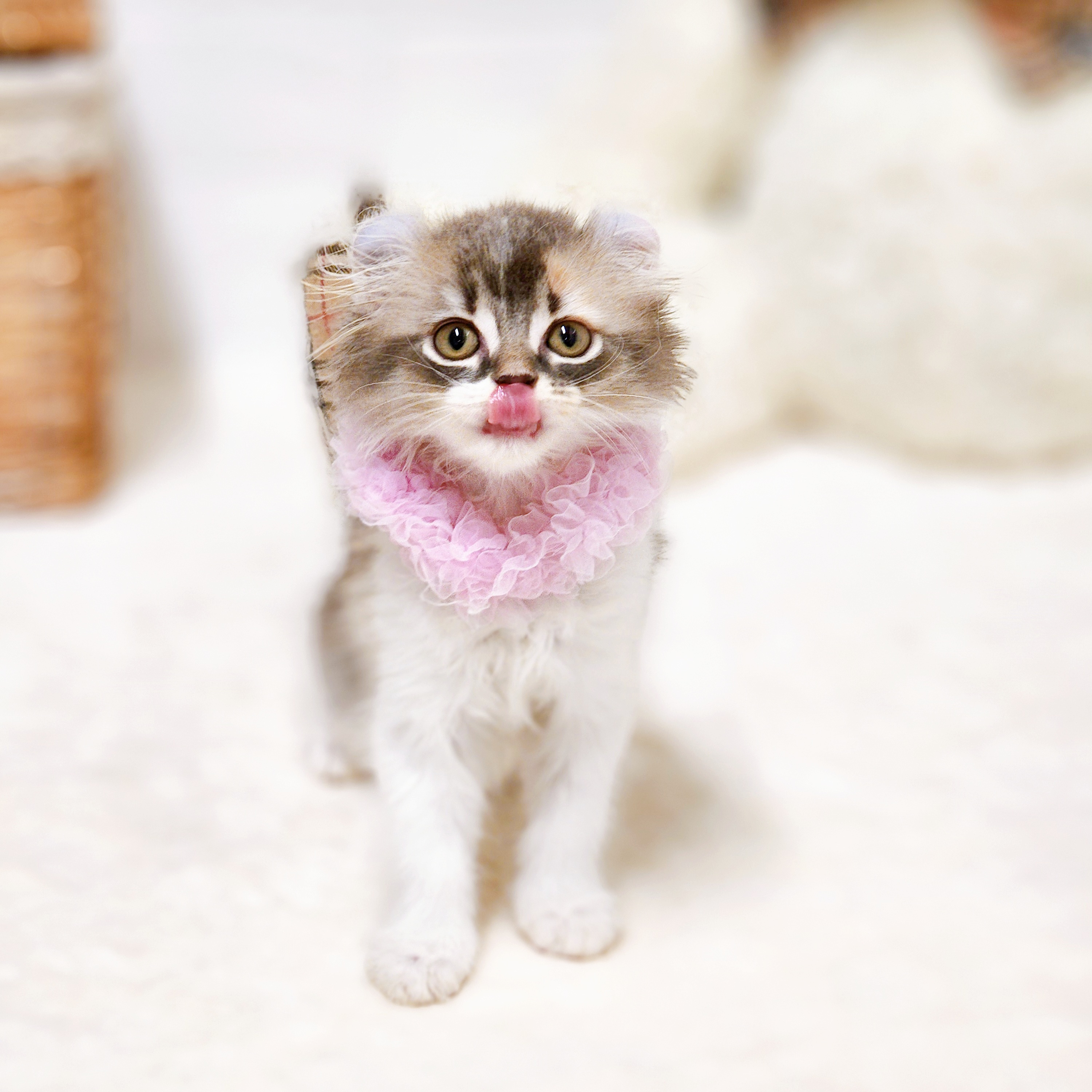 滋賀県のアメリカンカール (犬の家＆猫の里近江八幡店/2026年7月15日生まれ/女の子/ダイリュートキャリコ)の子猫の4枚目の画像