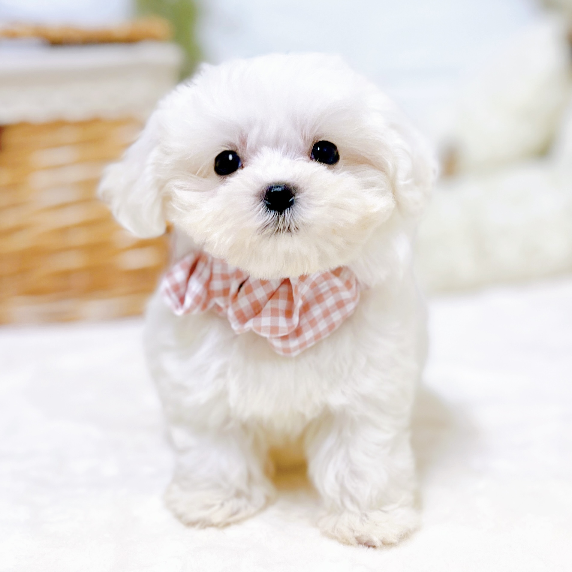滋賀県のハーフ犬・ミックス犬 (犬の家＆猫の里近江八幡店/2026年7月15日生まれ/女の子/ホワイト)の子犬の4枚目の画像