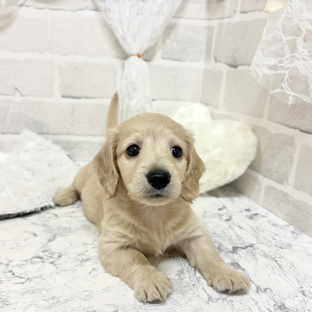 京都府のミニチュアダックスフンド(ロング) (犬の家＆猫の里京都精華店/2026年7月14日生まれ/女の子/イエロー)の子犬の4枚目の画像