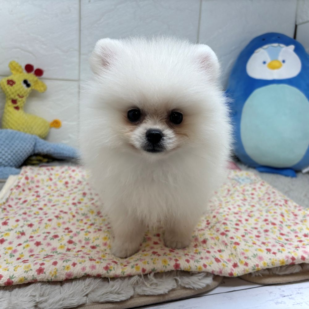兵庫県のポメラニアン (犬の家＆猫の里ゆめタウン姫路店/2026年7月15日生まれ/女の子/クリーム)の子犬の1枚目の画像