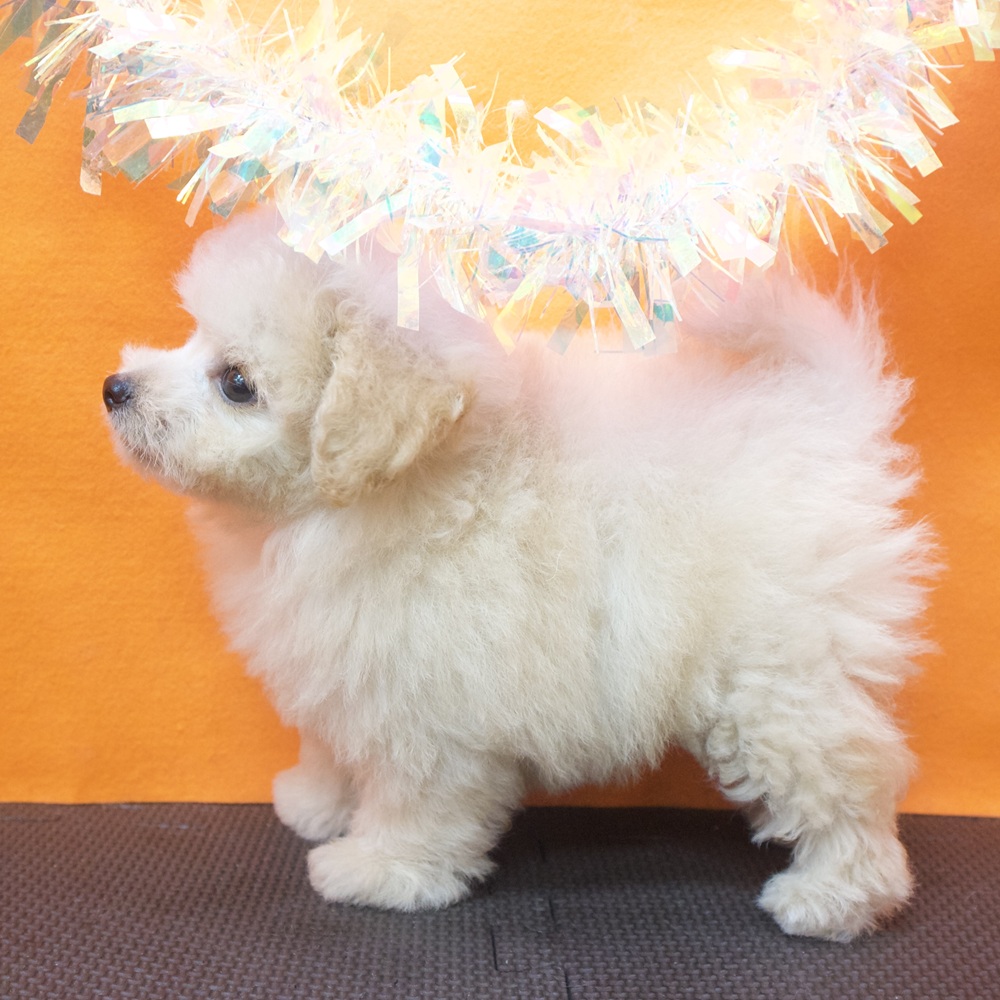大阪府のポメプー(ポメラニアン×プードル) (犬の家＆猫の里吹田店/2026年7月16日生まれ/男の子/クリーム)の子犬の4枚目の画像