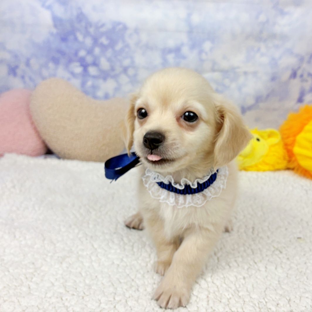 兵庫県のチワックス(チワワ×ダックス) (犬の家＆猫の里川西店/2026年7月15日生まれ/男の子/クリーム)の子犬の4枚目の画像