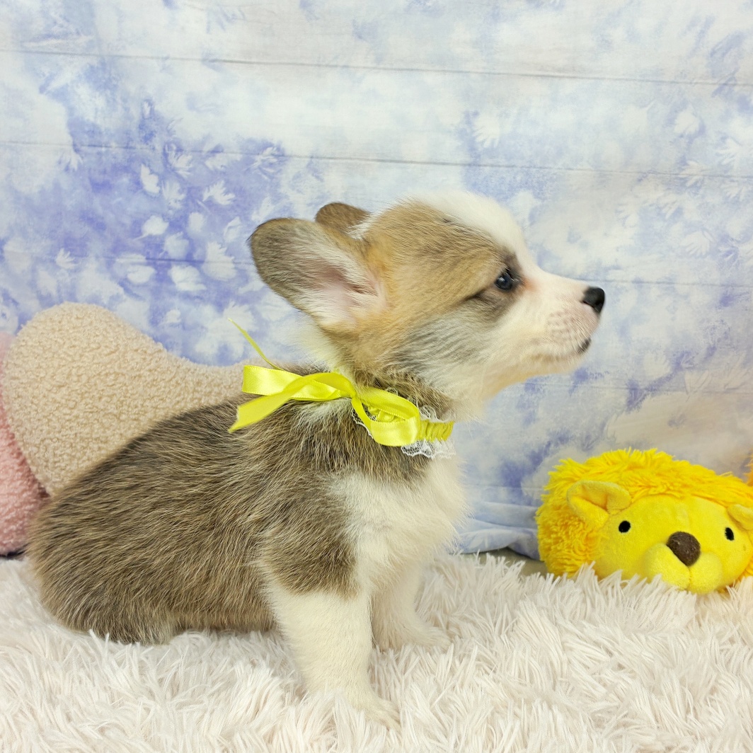 兵庫県のウェルシュコーギーペンブローク (犬の家＆猫の里川西店/2026年7月16日生まれ/女の子/セーブルホワイト)の子犬の4枚目の画像
