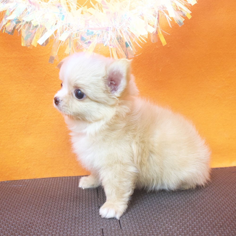 大阪府のチワワ(ロング) (犬の家＆猫の里吹田店/2026年7月14日生まれ/男の子/クリームホワイト)の子犬の4枚目の画像
