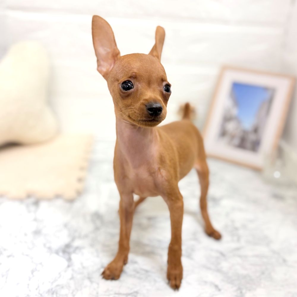 愛知県のミニチュアピンシャー (犬の家＆猫の里豊田店/2026年7月18日生まれ/男の子/レッド)の子犬の4枚目の画像