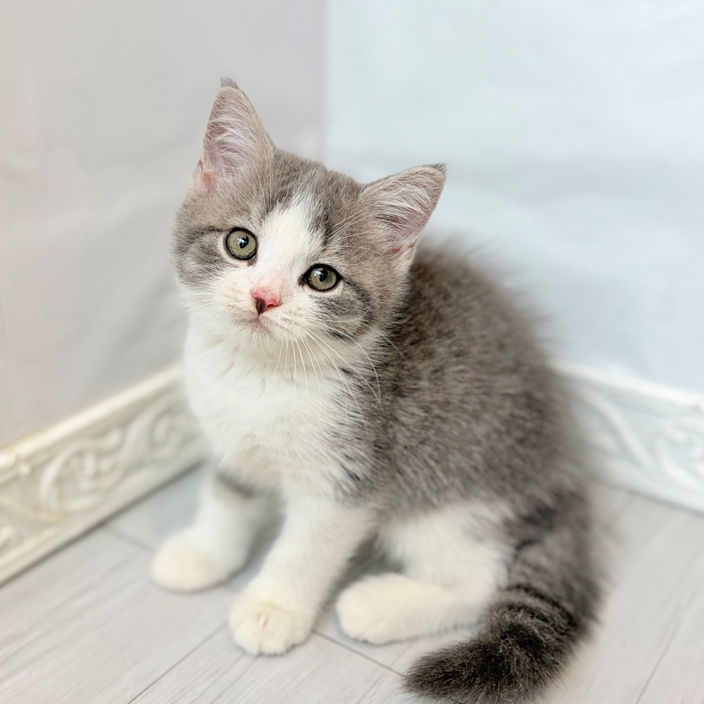 愛知県のスコティッシュストレート (犬の家＆猫の里春日井本店/2026年7月17日生まれ/男の子/ブルータビーホワイト)の子猫の4枚目の画像