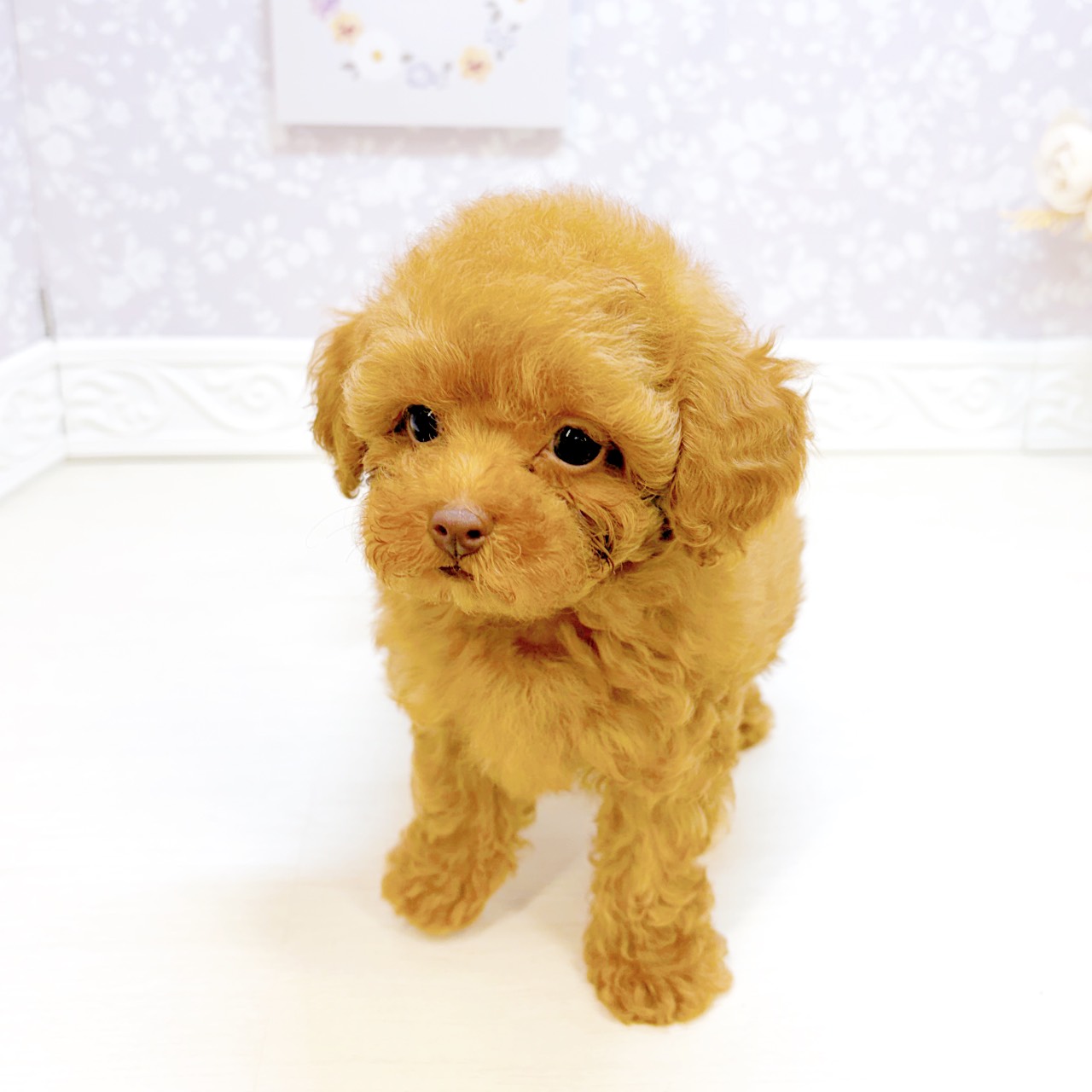 石川県のトイプードル(タイニー) (犬の家＆猫の里アミーゴ金沢おこばた店/2026年7月18日生まれ/男の子/レッドフォーン)の子犬の4枚目の画像