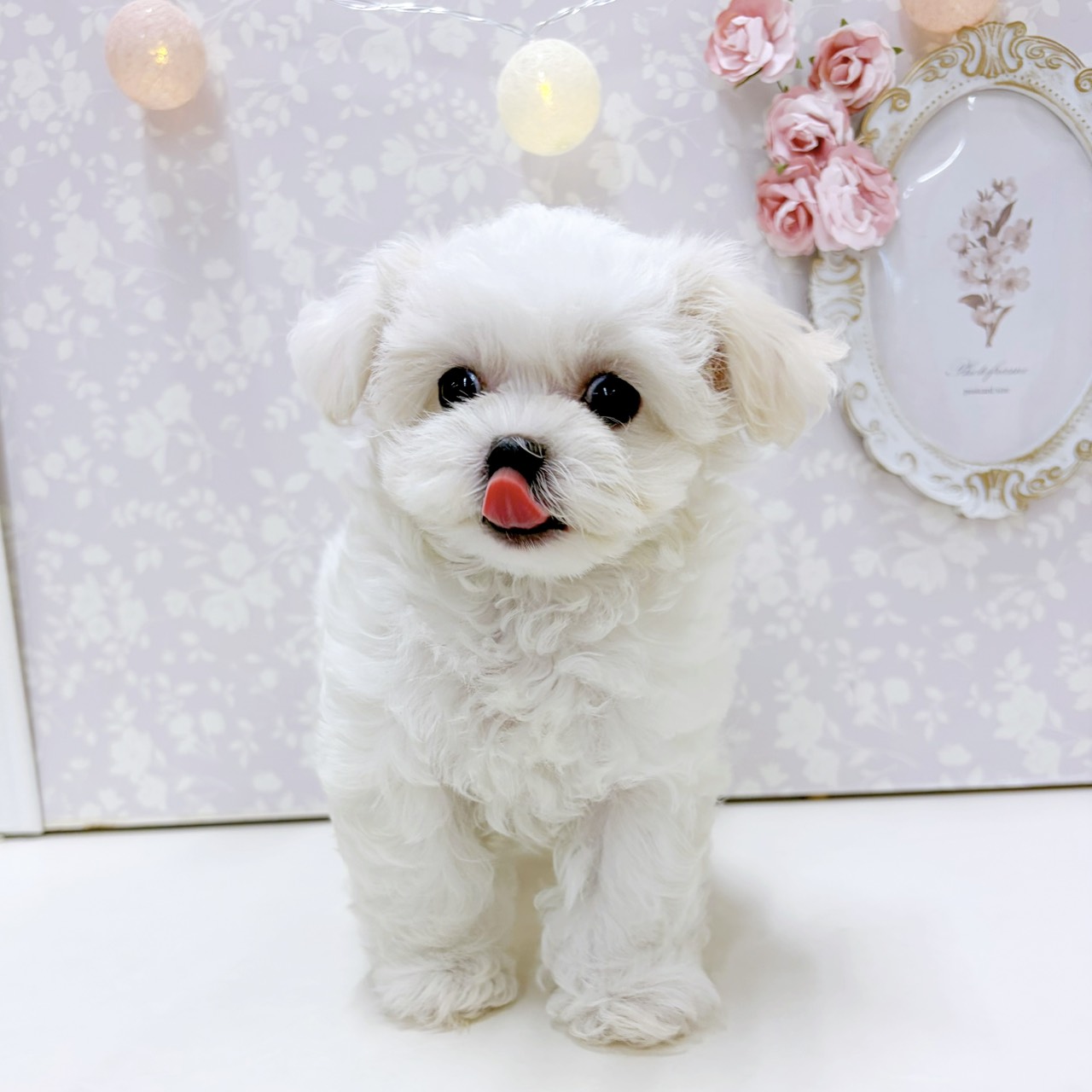 富山県のマルプー(マルチーズ×プードル) (犬の家＆猫の里アミーゴ高岡蓮花寺店/2026年7月17日生まれ/女の子/クリーム)の子犬の4枚目の画像