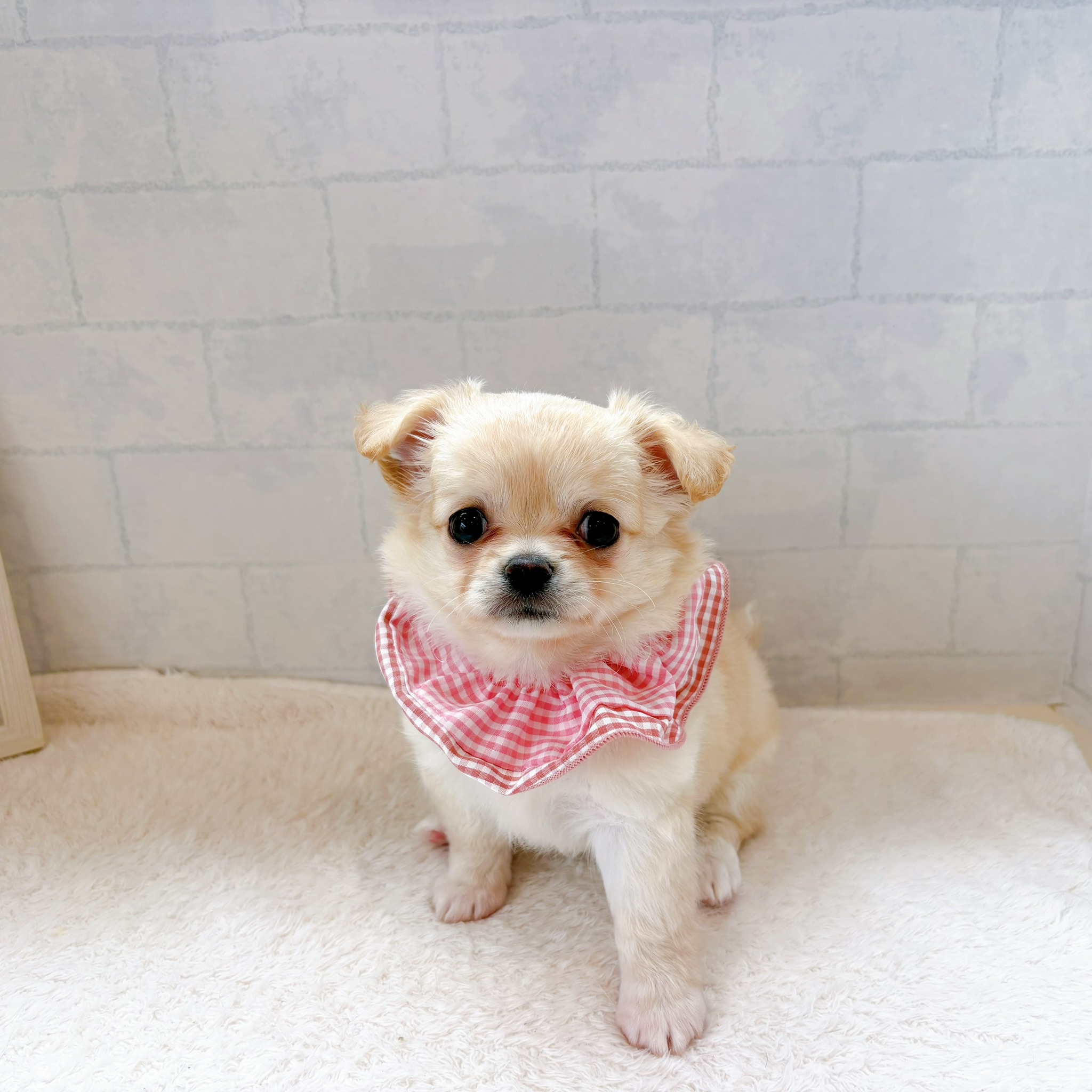 石川県のチワワ(ロング) (犬の家＆猫の里金沢店/2026年7月6日生まれ/女の子/クリームホワイト)の子犬の4枚目の画像