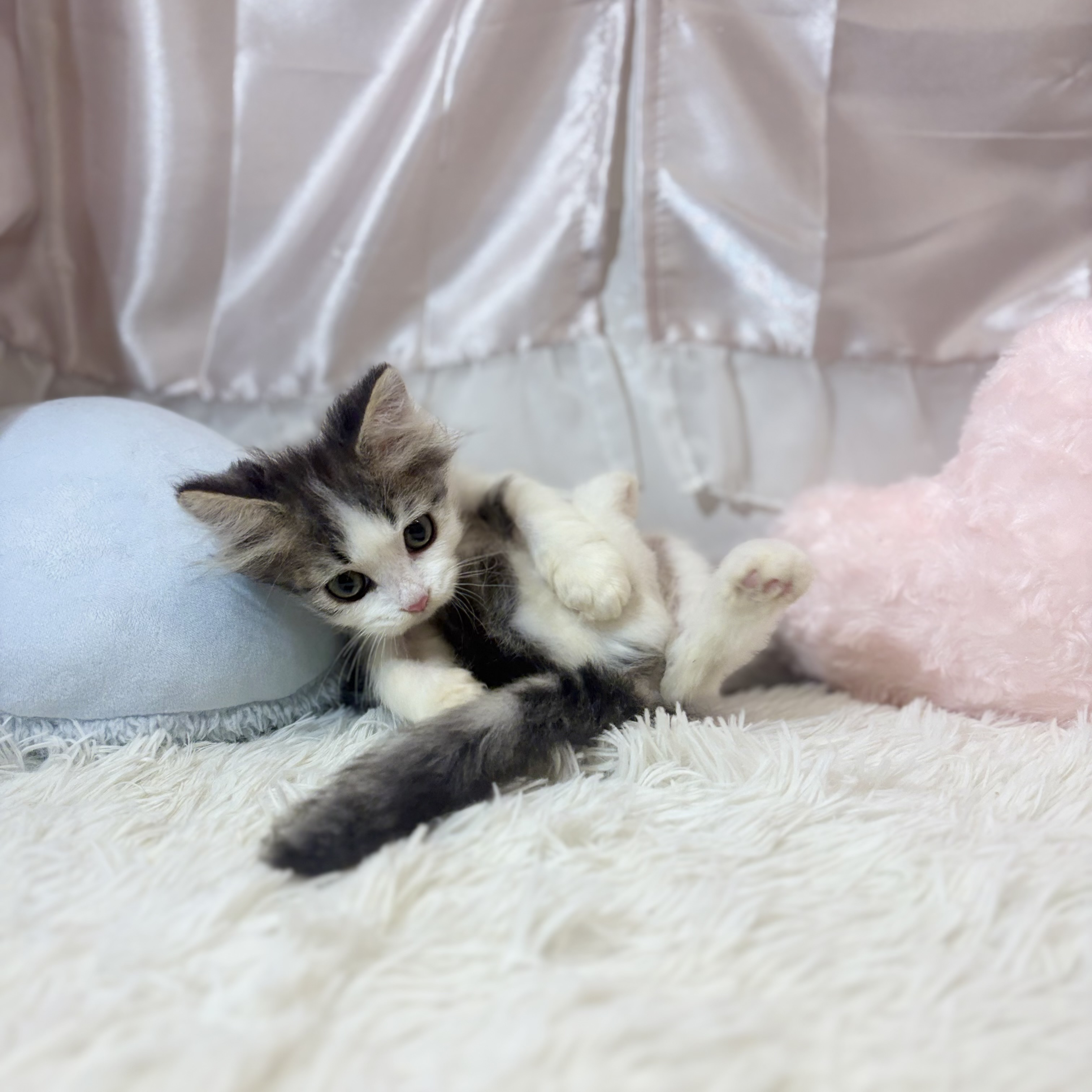 兵庫県のミヌエット (犬の家＆猫の里カナート西神戸店/2026年7月6日生まれ/男の子/ブラウンタビーホワイト)の子猫の4枚目の画像