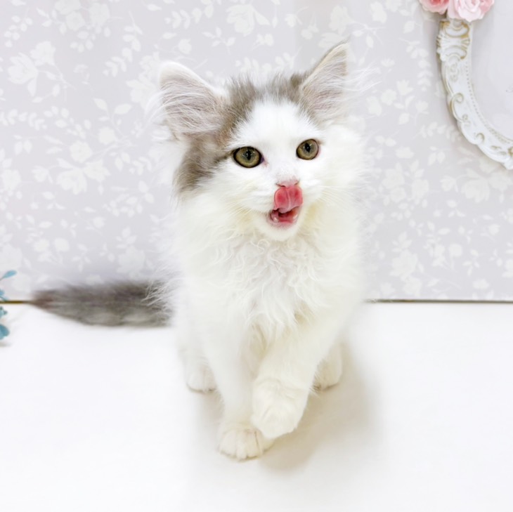 富山県のミヌエット (犬の家＆猫の里アミーゴ高岡蓮花寺店/2026年7月6日生まれ/女の子/ブルーホワイト)の子猫の4枚目の画像