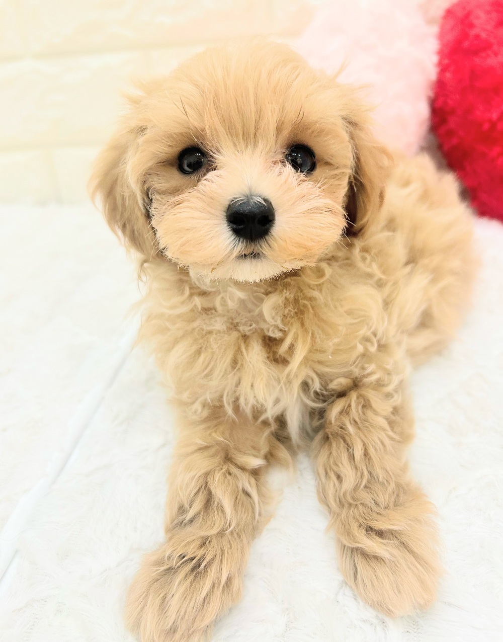 愛知県のマルプー(マルチーズ×プードル) (犬の家＆猫の里アミーゴ神の倉店/2026年7月14日生まれ/男の子/アプリコットホワイト)の子犬の4枚目の画像