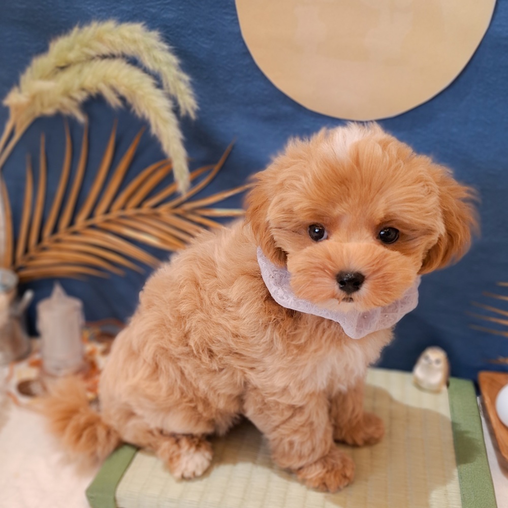 静岡県のマルプー(マルチーズ×プードル) (犬の家＆猫の里富士店/2026年7月14日生まれ/男の子/アプリコットホワイト)の子犬の4枚目の画像