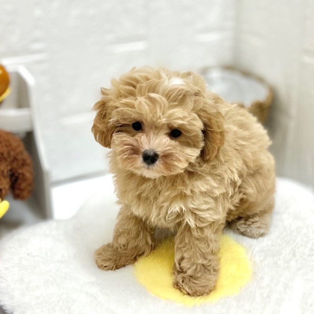 愛知県のマルプー(マルチーズ×プードル) (犬の家＆猫の里豊川インター店/2026年7月14日生まれ/女の子/アプリコットホワイト)の子犬の4枚目の画像