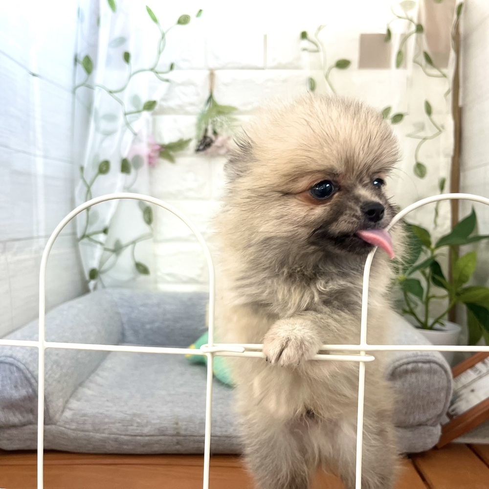 長野県のポメチワ/チワポメ/ポメチー(ポメラニアン×チワワ) (犬の家＆猫の里塩尻店/2026年7月16日生まれ/男の子/ウルフセーブル)の子犬の4枚目の画像
