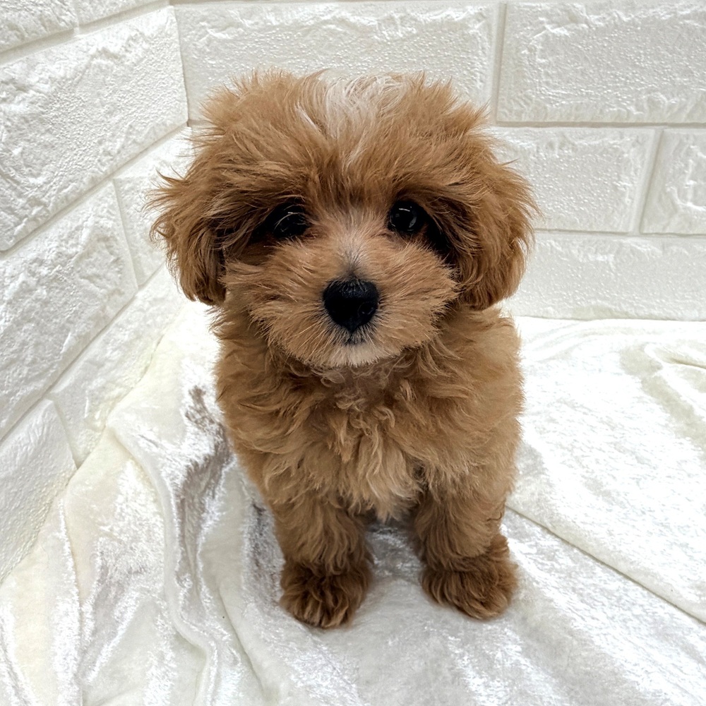 愛知県のマルプー(マルチーズ×プードル) (犬の家＆猫の里名古屋天白店/2026年7月16日生まれ/女の子/アプリコットホワイト)の子犬の4枚目の画像