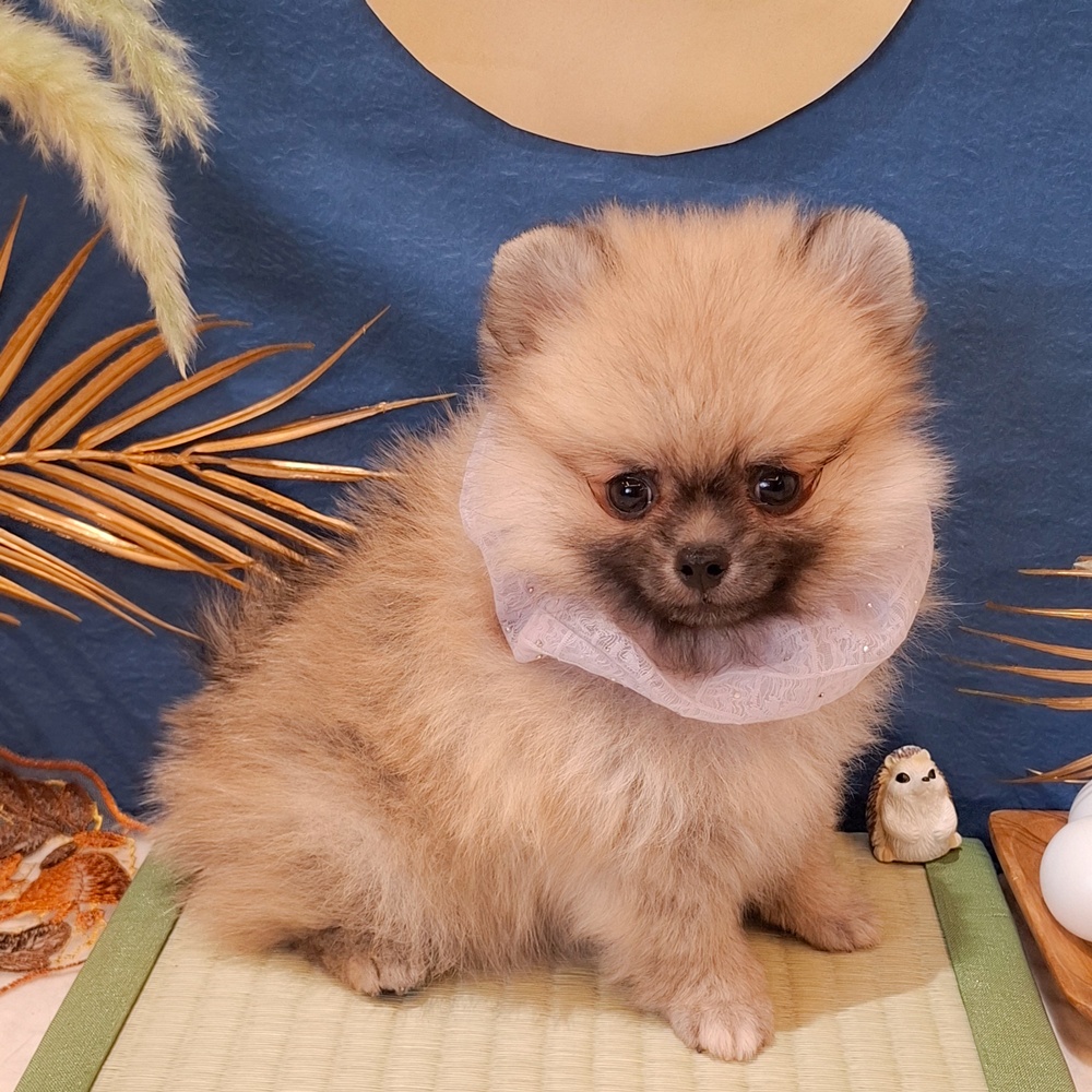 静岡県のポメチワ/チワポメ/ポメチー(ポメラニアン×チワワ) (犬の家＆猫の里富士店/2026年7月18日生まれ/男の子/フォーン)の子犬の4枚目の画像