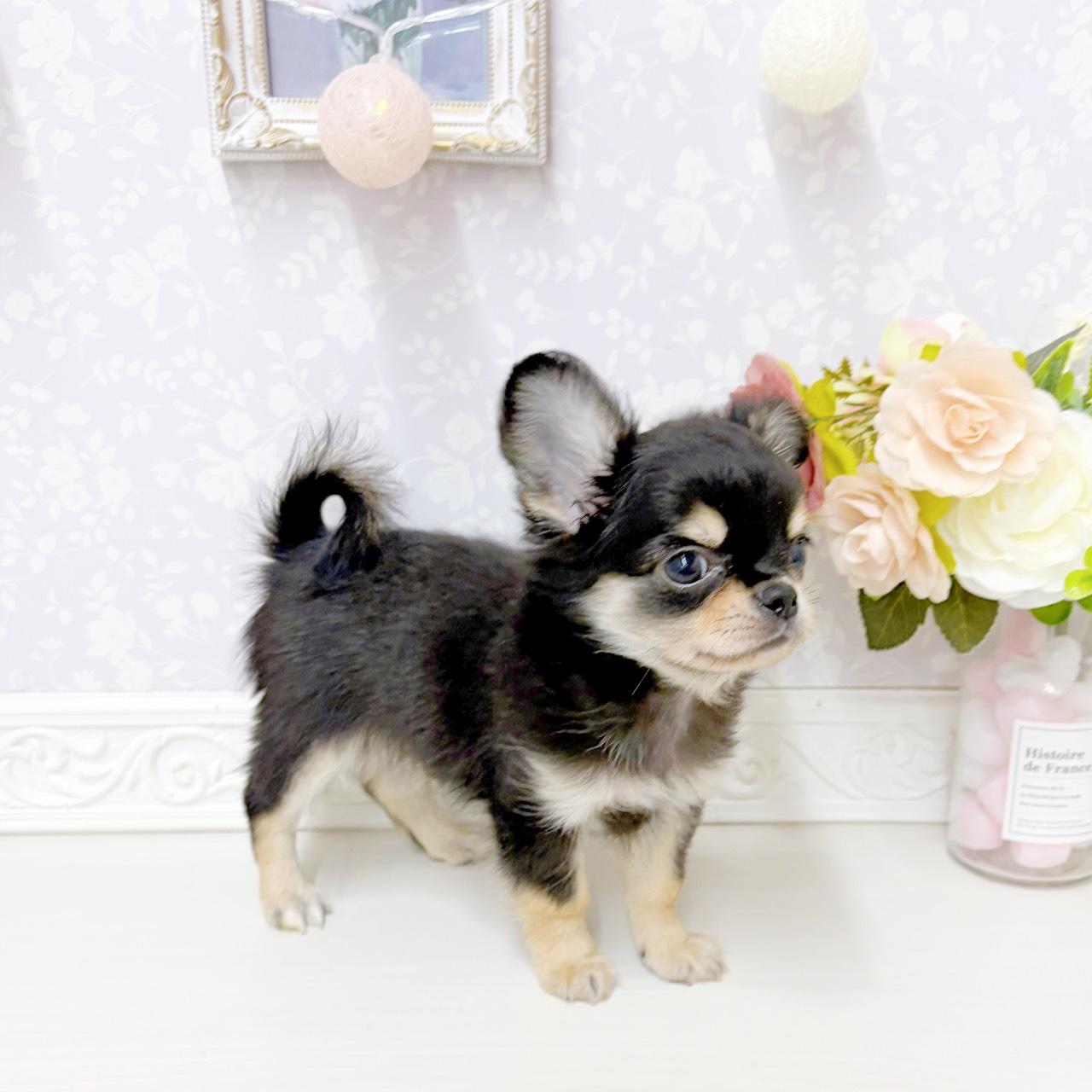 富山県のチワワ(ロング) (犬の家＆猫の里アミーゴ山室店/2026年7月19日生まれ/男の子/ブラッククリーム)の子犬の4枚目の画像