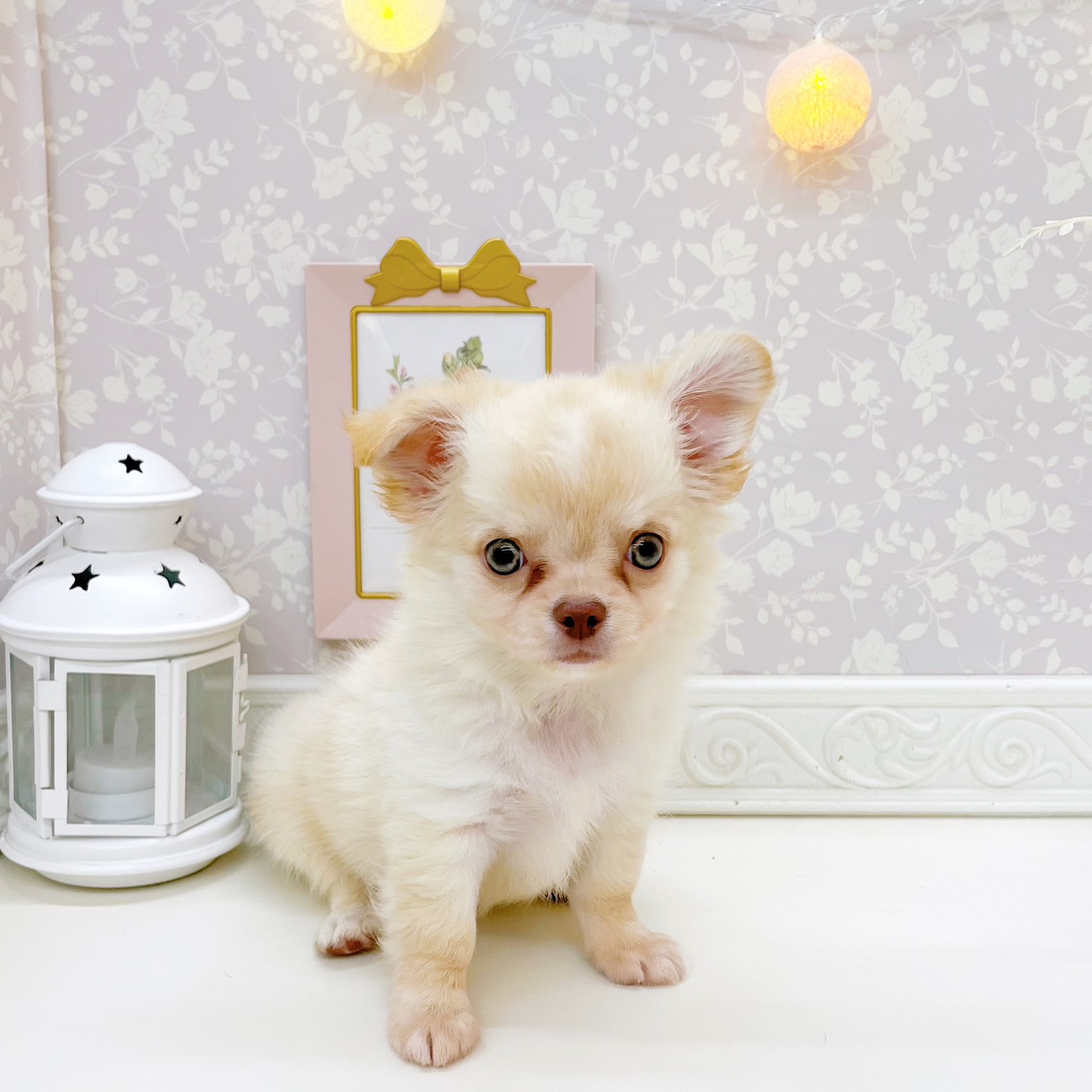 富山県のチワワ(ロング) (犬の家＆猫の里富山店/2026年7月19日生まれ/男の子/クリームホワイト)の子犬の4枚目の画像