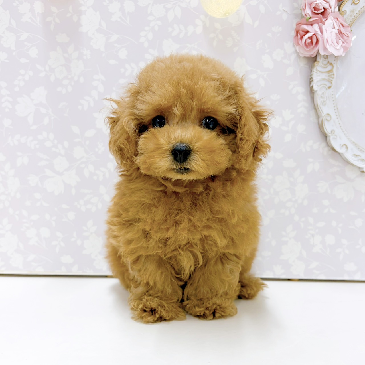 富山県のトイプードル(トイ) (犬の家＆猫の里アミーゴ高岡蓮花寺店/2026年7月18日生まれ/女の子/レッドフォーン)の子犬の4枚目の画像