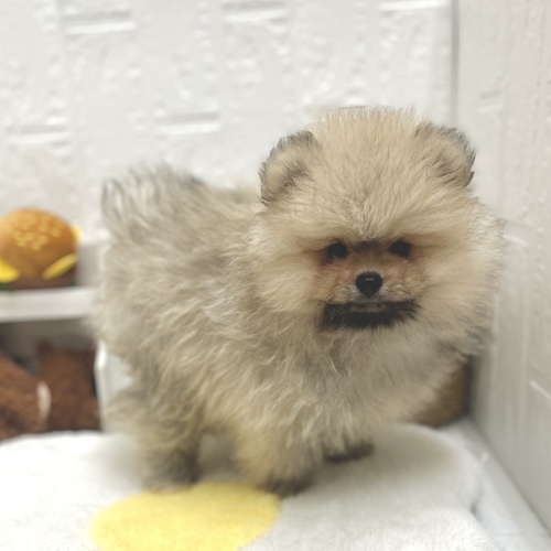 愛知県のポメラニアン (犬の家＆猫の里豊川インター店/2026年7月19日生まれ/男の子/クリームセーブル)の子犬の4枚目の画像