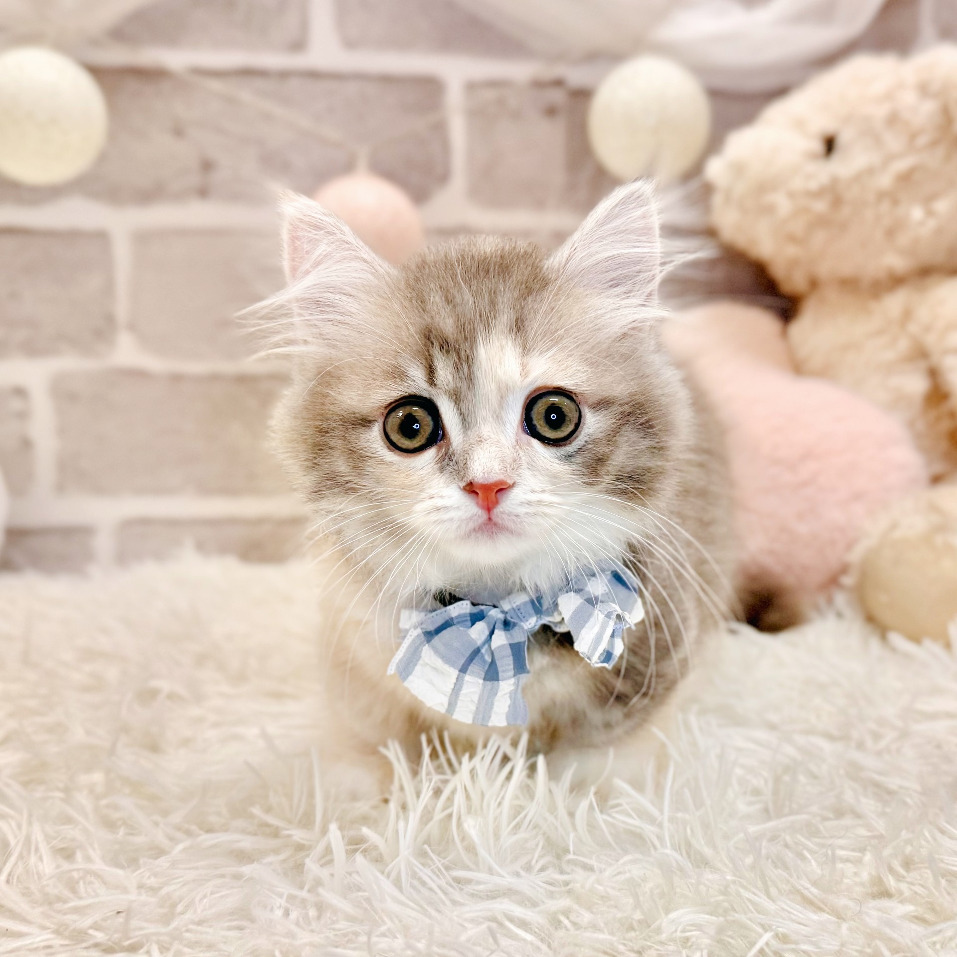 兵庫県のミヌエット (犬の家＆猫の里神戸店/2026年7月12日生まれ/女の子/ブルーパッチドタビーホワイト)の子猫の4枚目の画像
