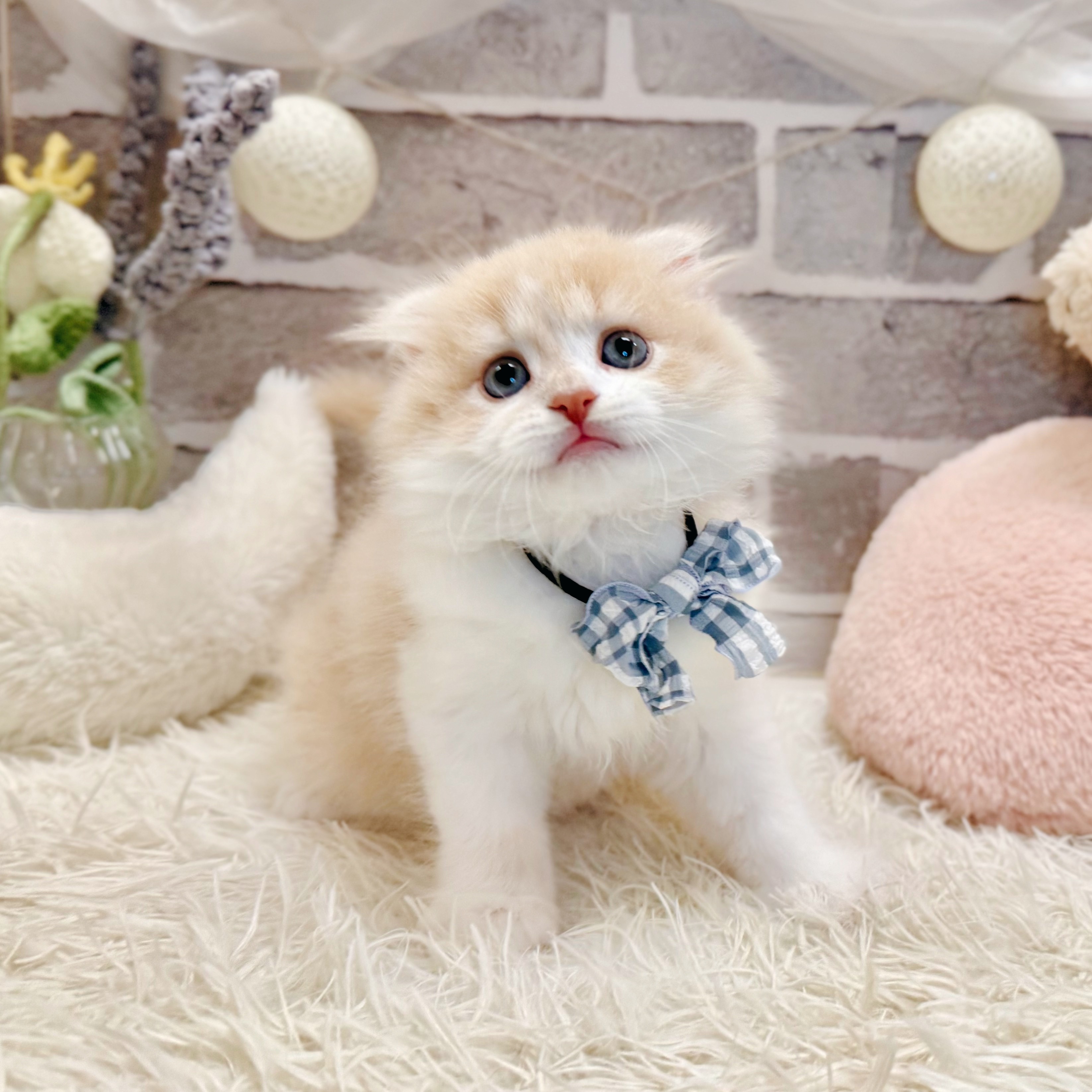 兵庫県のスコティッシュフォールド (犬の家＆猫の里神戸店/2026年7月18日生まれ/男の子/クリームタビーホワイト)の子猫の4枚目の画像