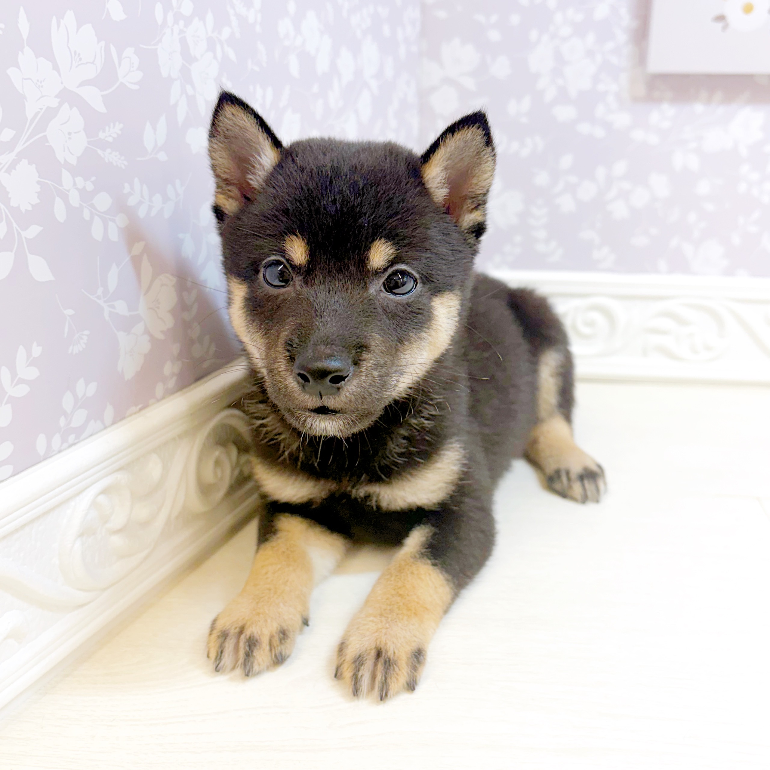 石川県の豆柴 (犬の家＆猫の里アミーゴ金沢おこばた店/2026年7月18日生まれ/男の子/黒)の子犬の4枚目の画像